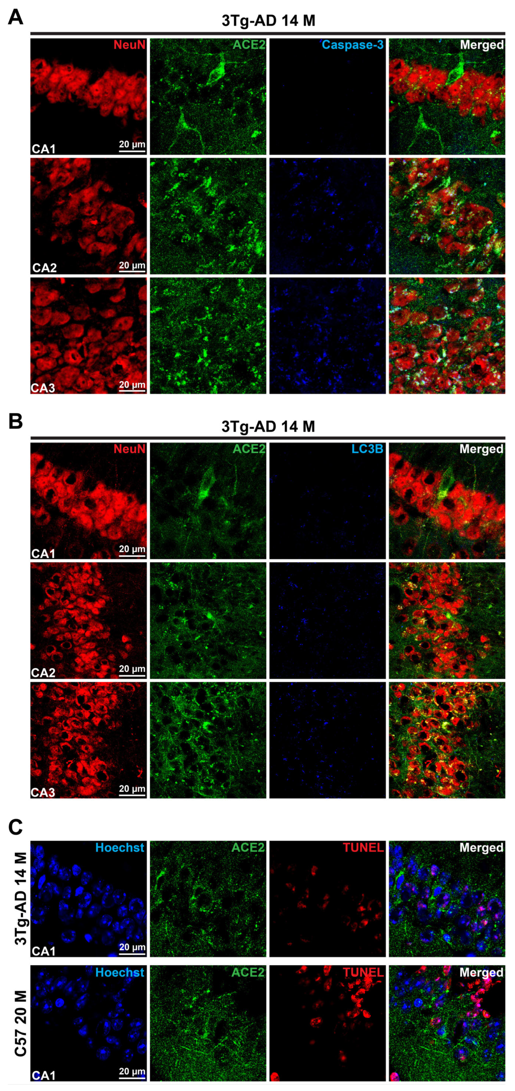 Cells 14 01546 g003 Cells 14 01546 g003