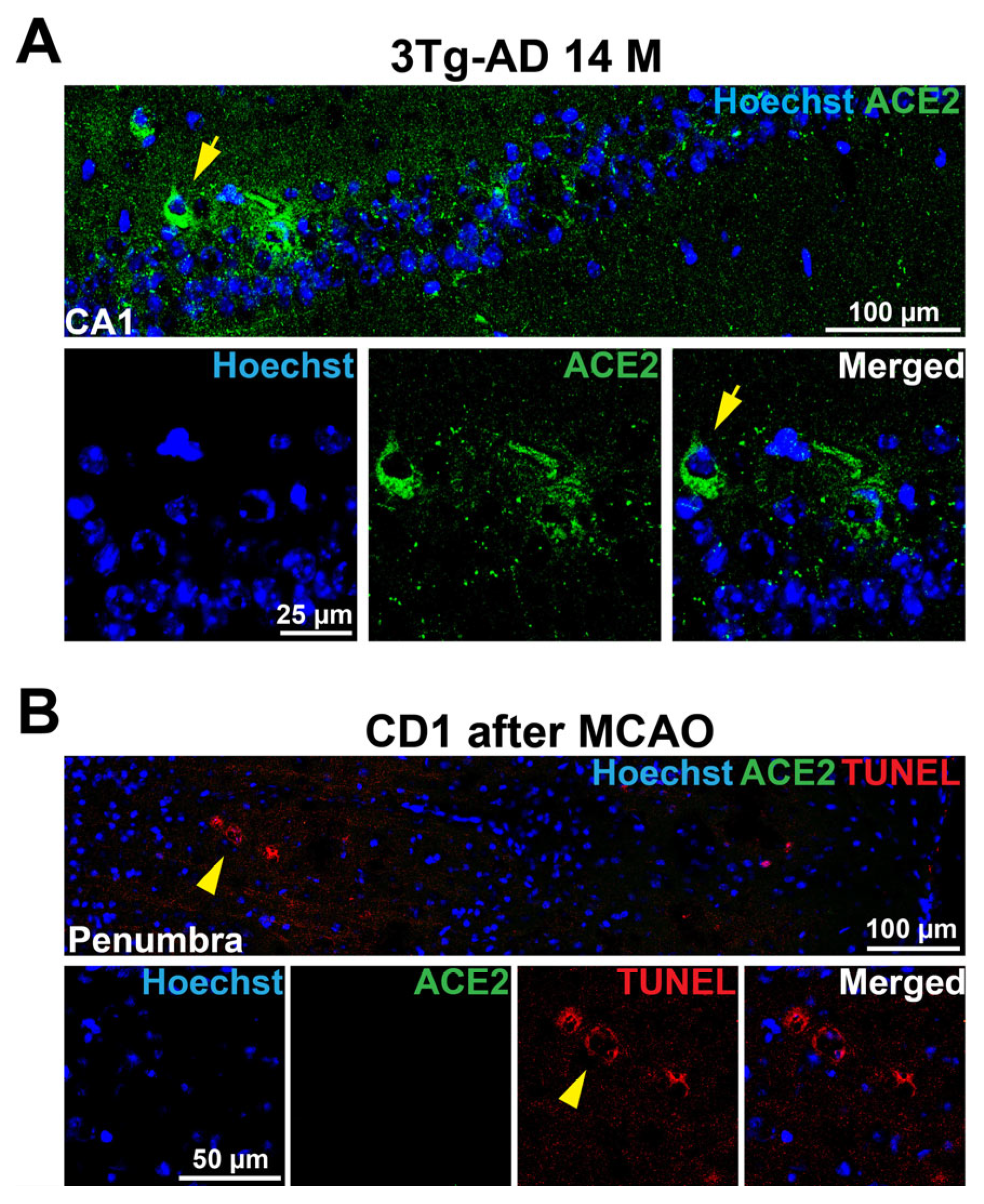 Cells 14 01546 g004 Cells 14 01546 g004