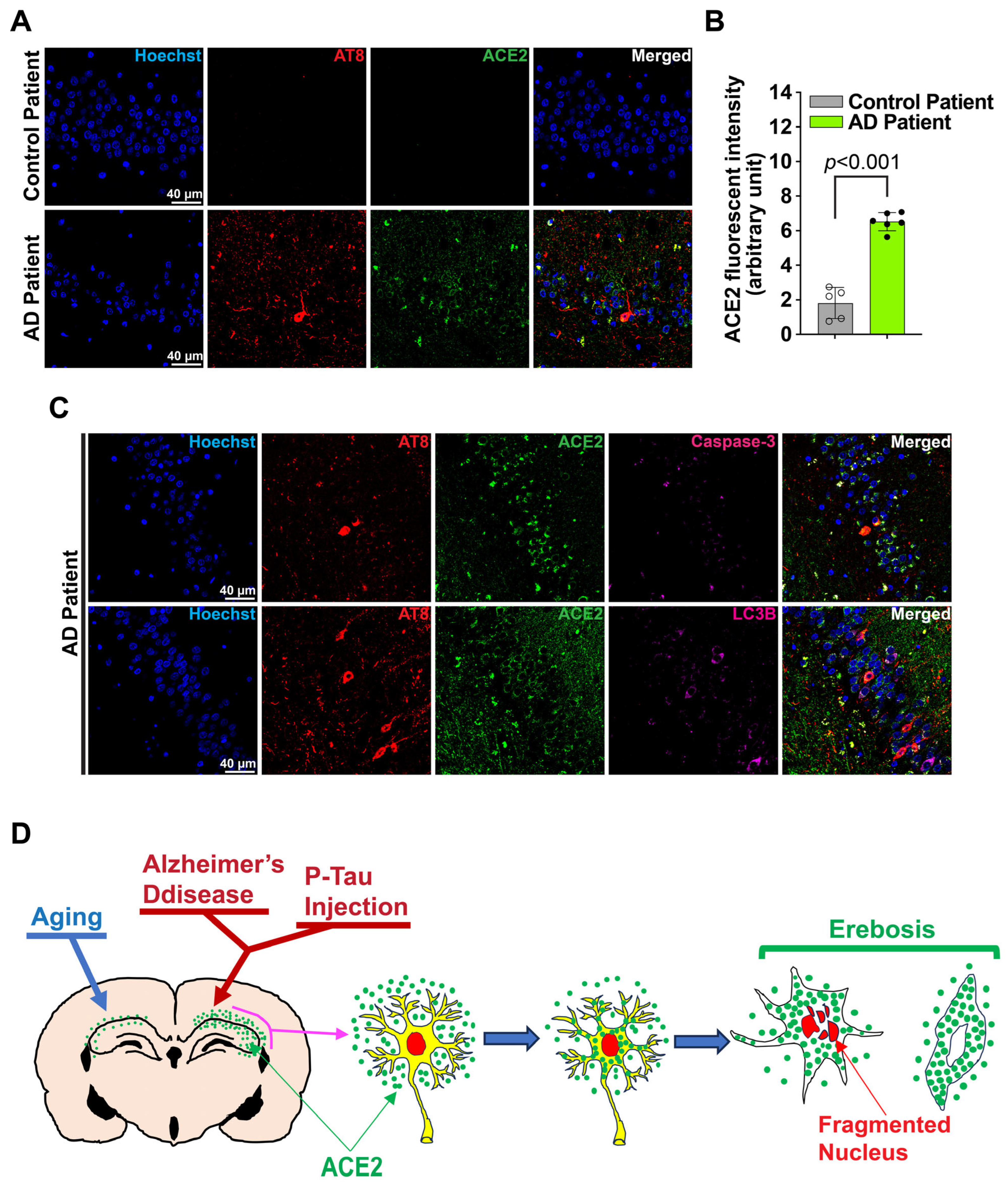 Cells 14 01546 g005 Cells 14 01546 g005