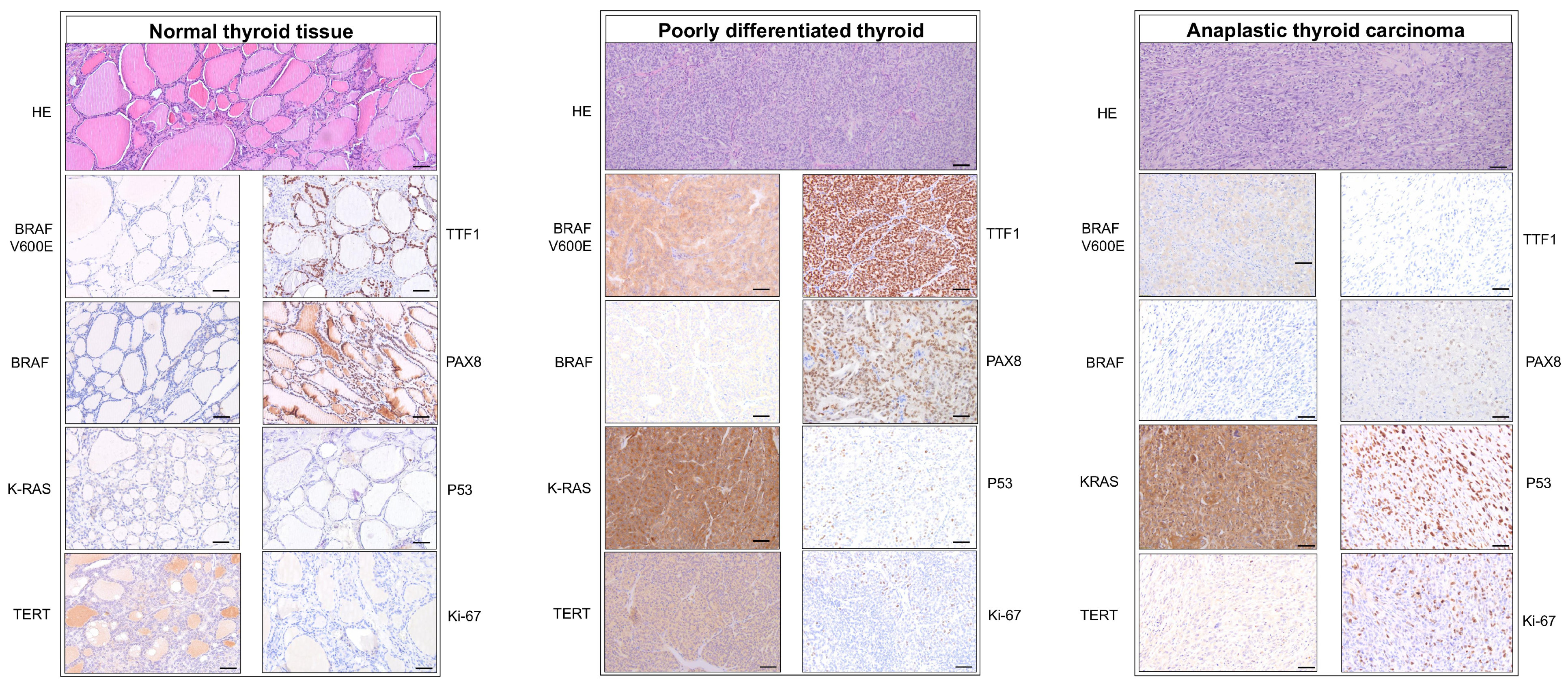 Cells 14 01554 g001 Cells 14 01554 g001