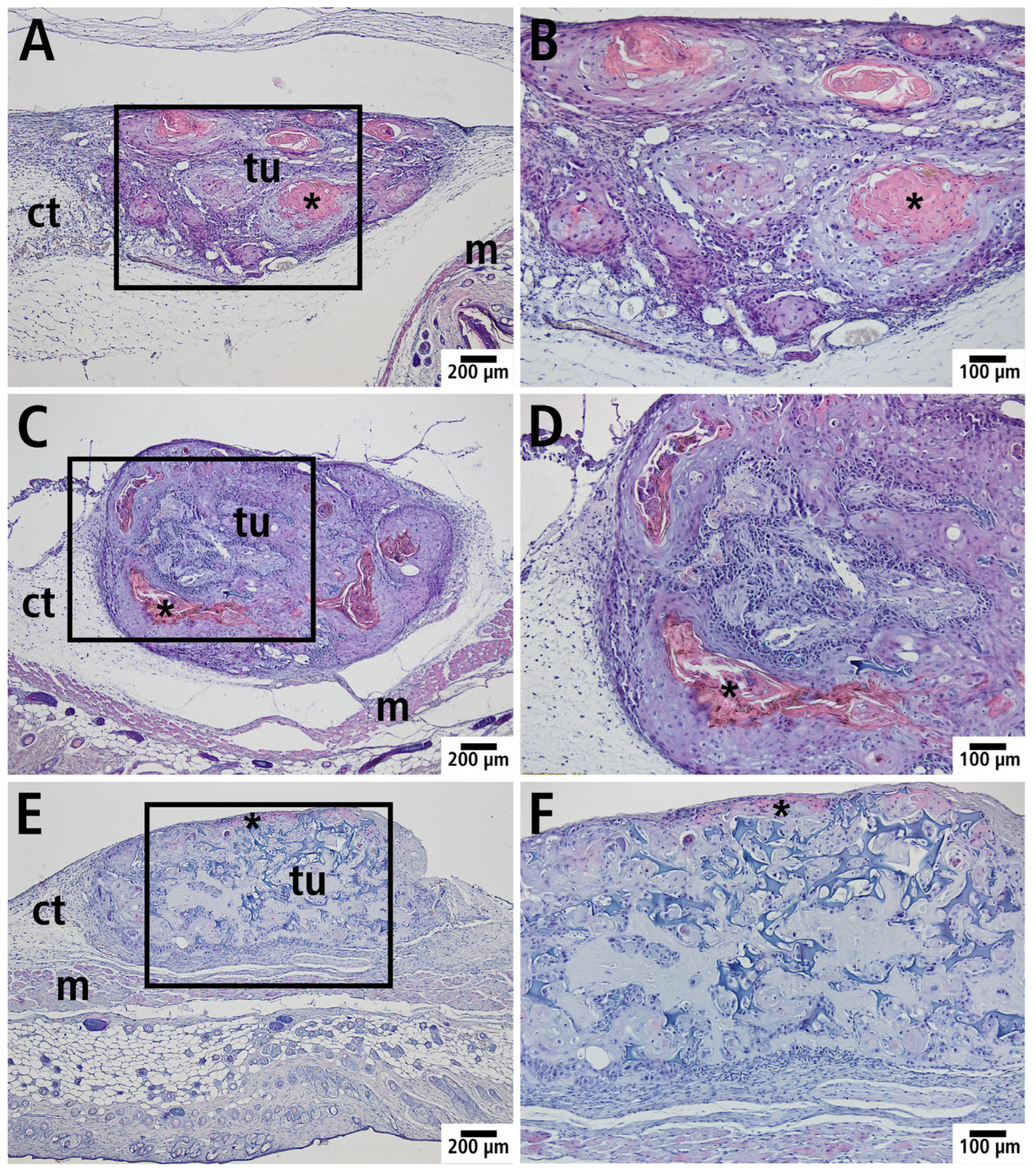 Cells 14 01556 g007 Cells 14 01556 g007
