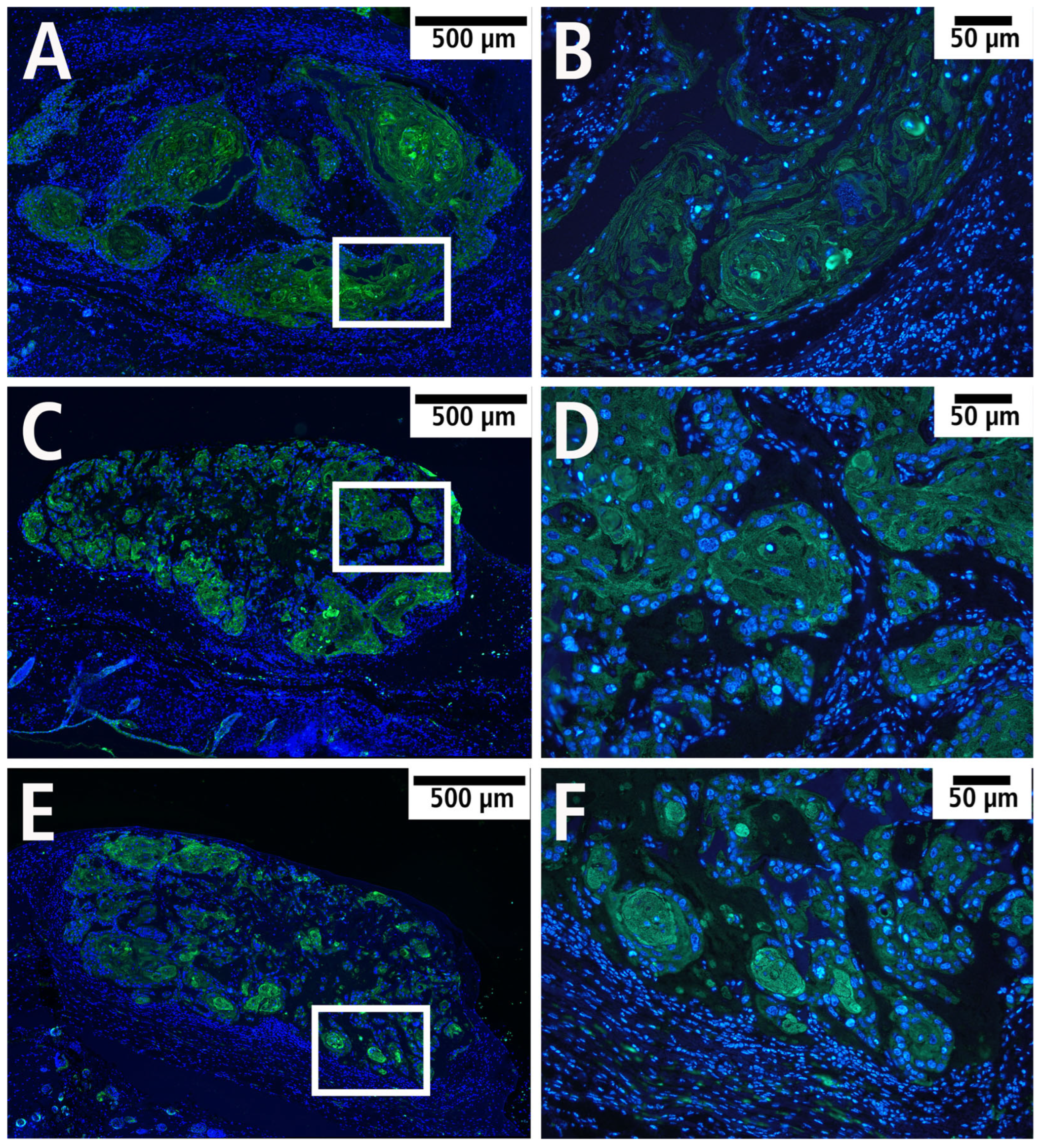 Cells 14 01556 g009 Cells 14 01556 g009