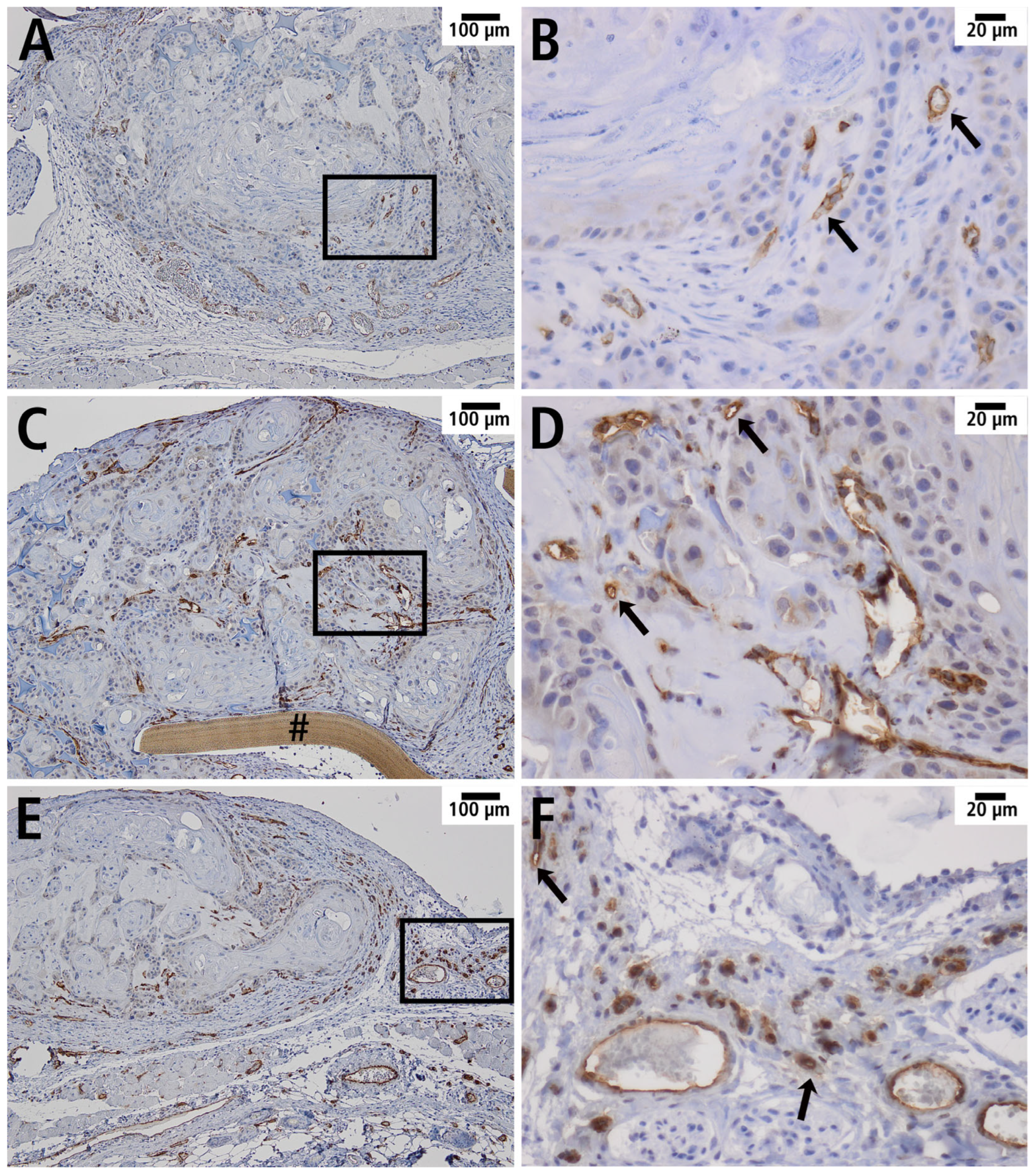 Cells 14 01556 g010 Cells 14 01556 g010