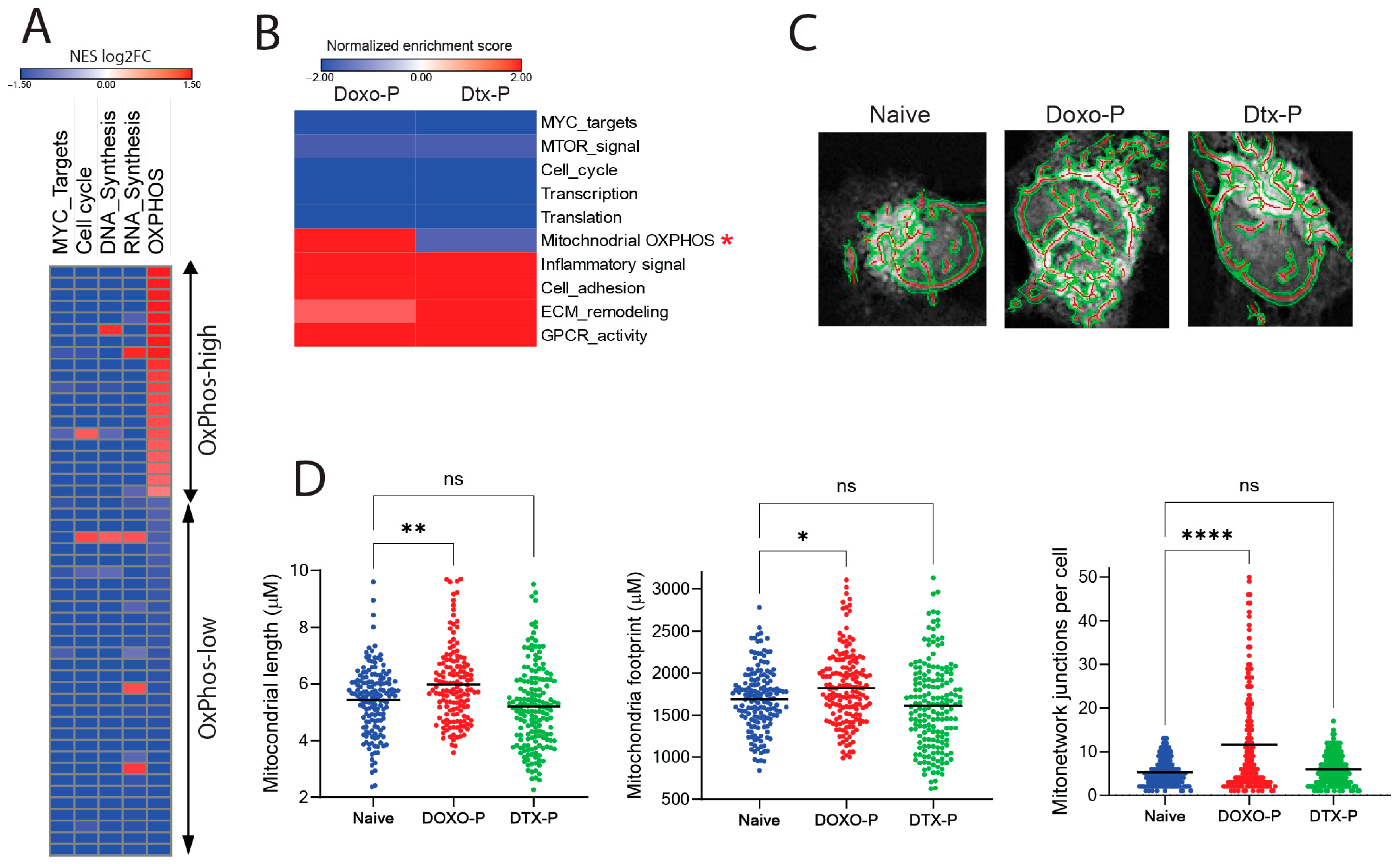 Cells 14 01557 g001 Cells 14 01557 g001