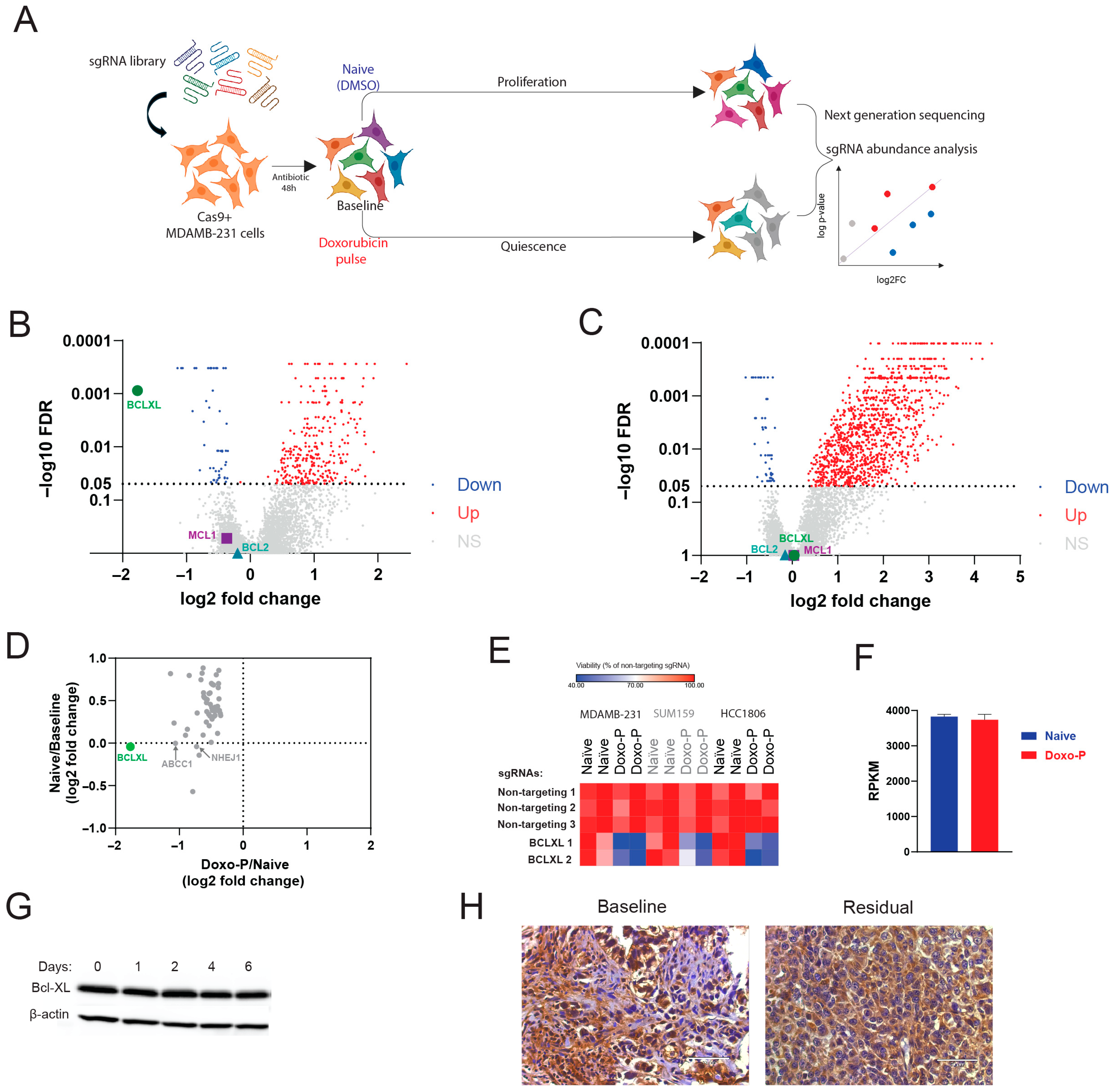 Cells 14 01557 g003 Cells 14 01557 g003