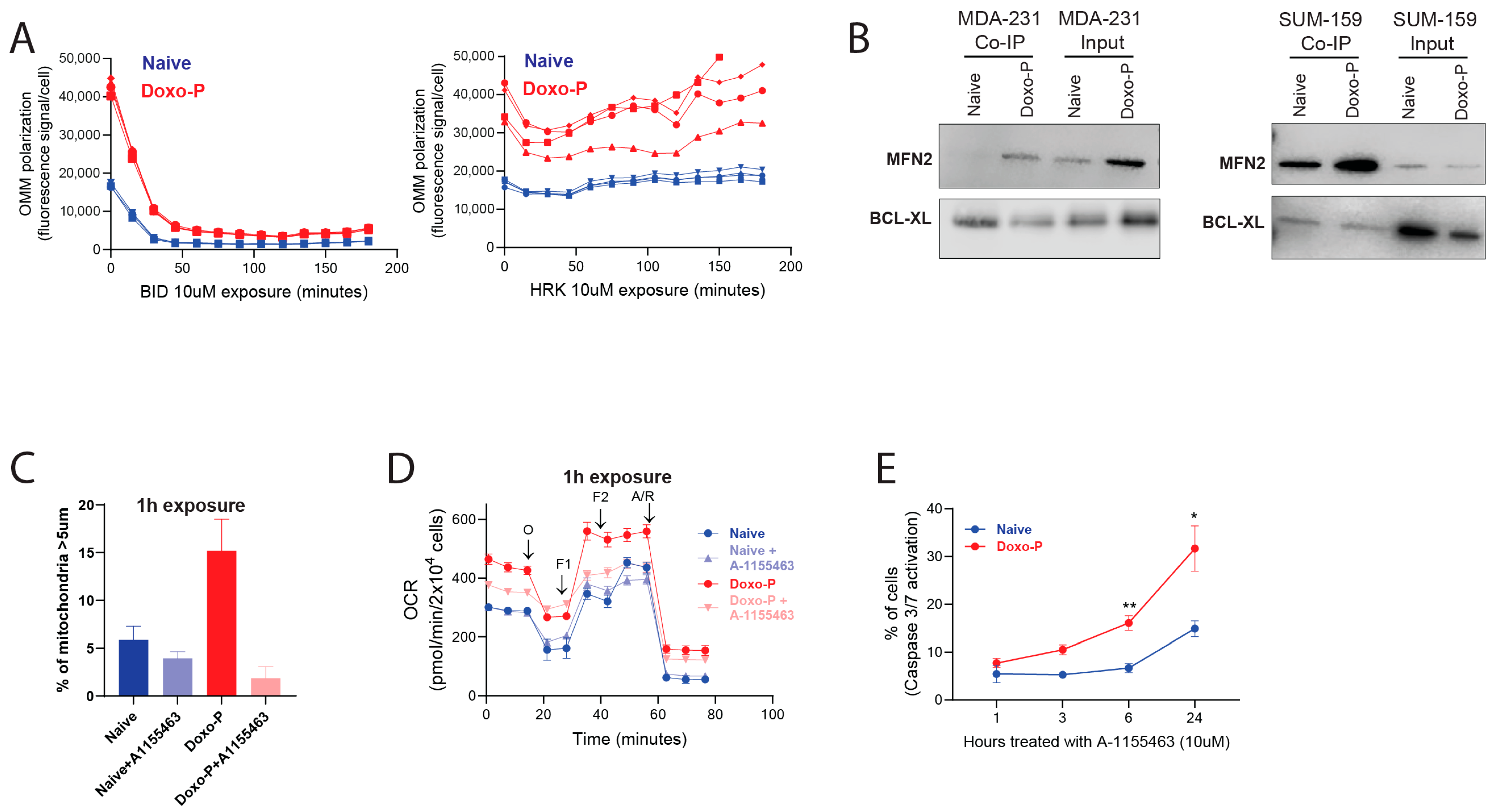 Cells 14 01557 g004 Cells 14 01557 g004