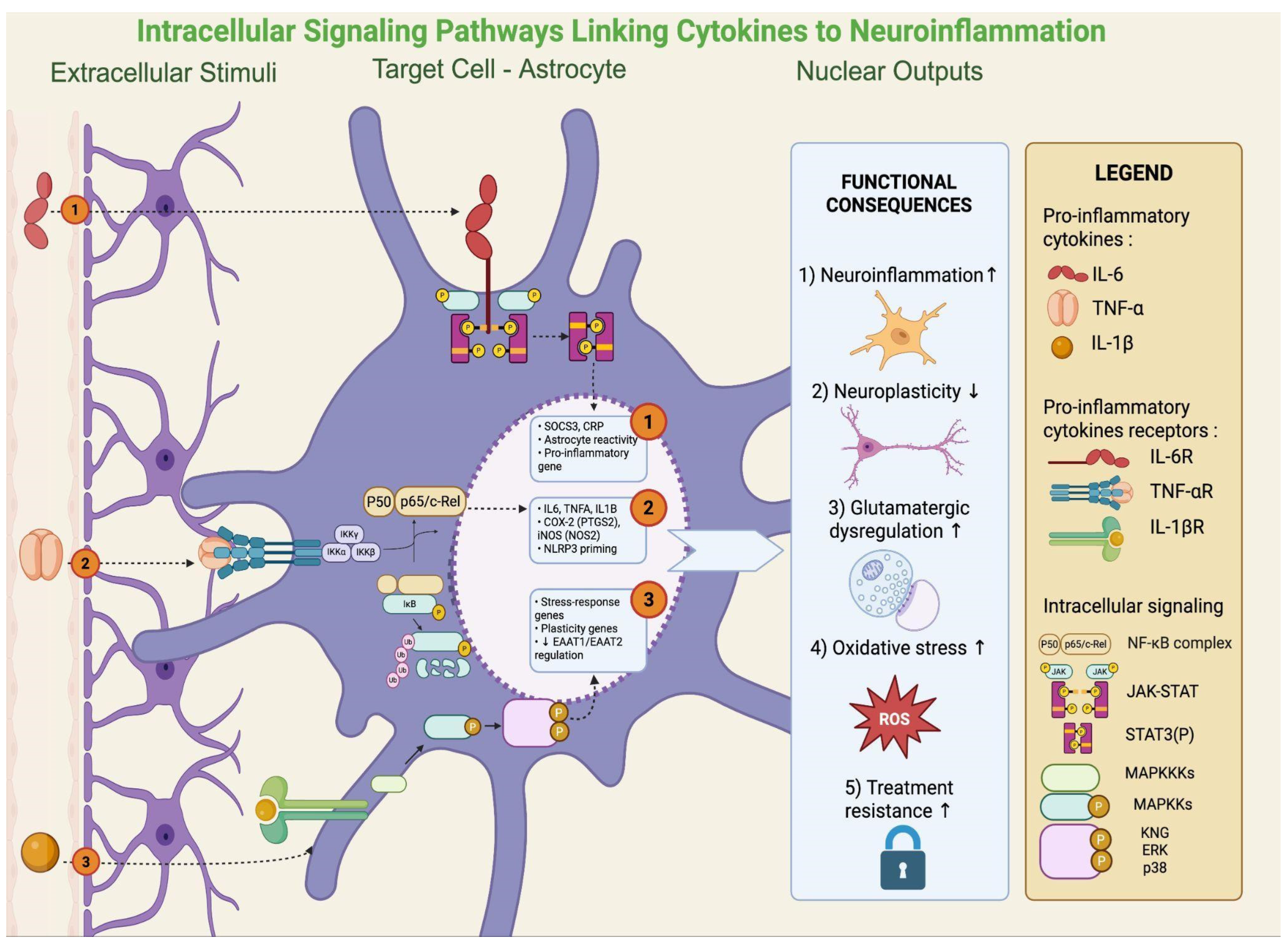 Cells 14 01558 g003 Cells 14 01558 g003