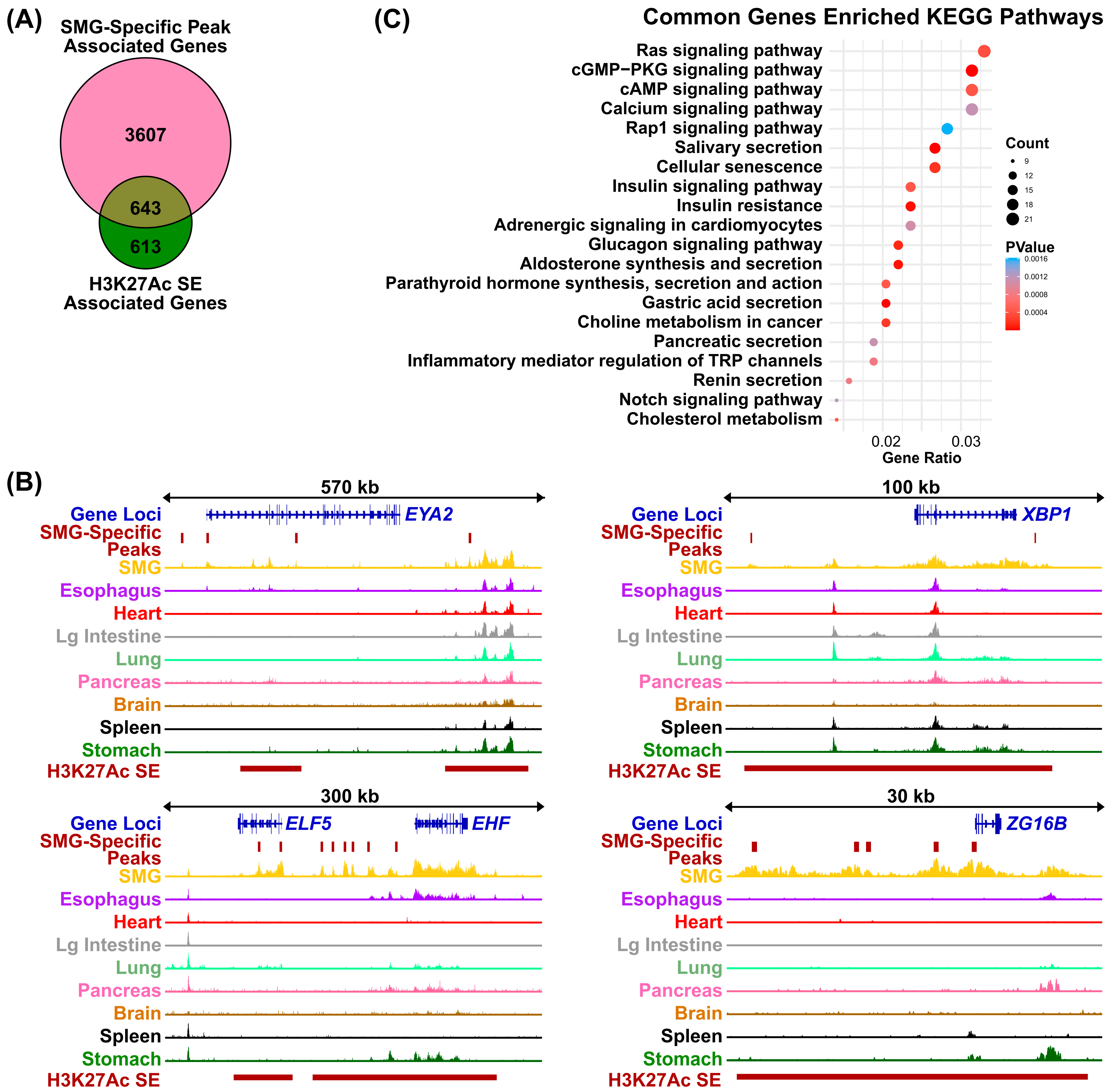 Cells 14 01561 g006 Cells 14 01561 g006