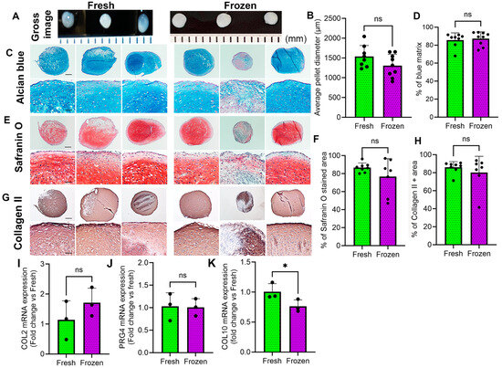Short-Term Cryopreservation Preserved the Function of MSCs from