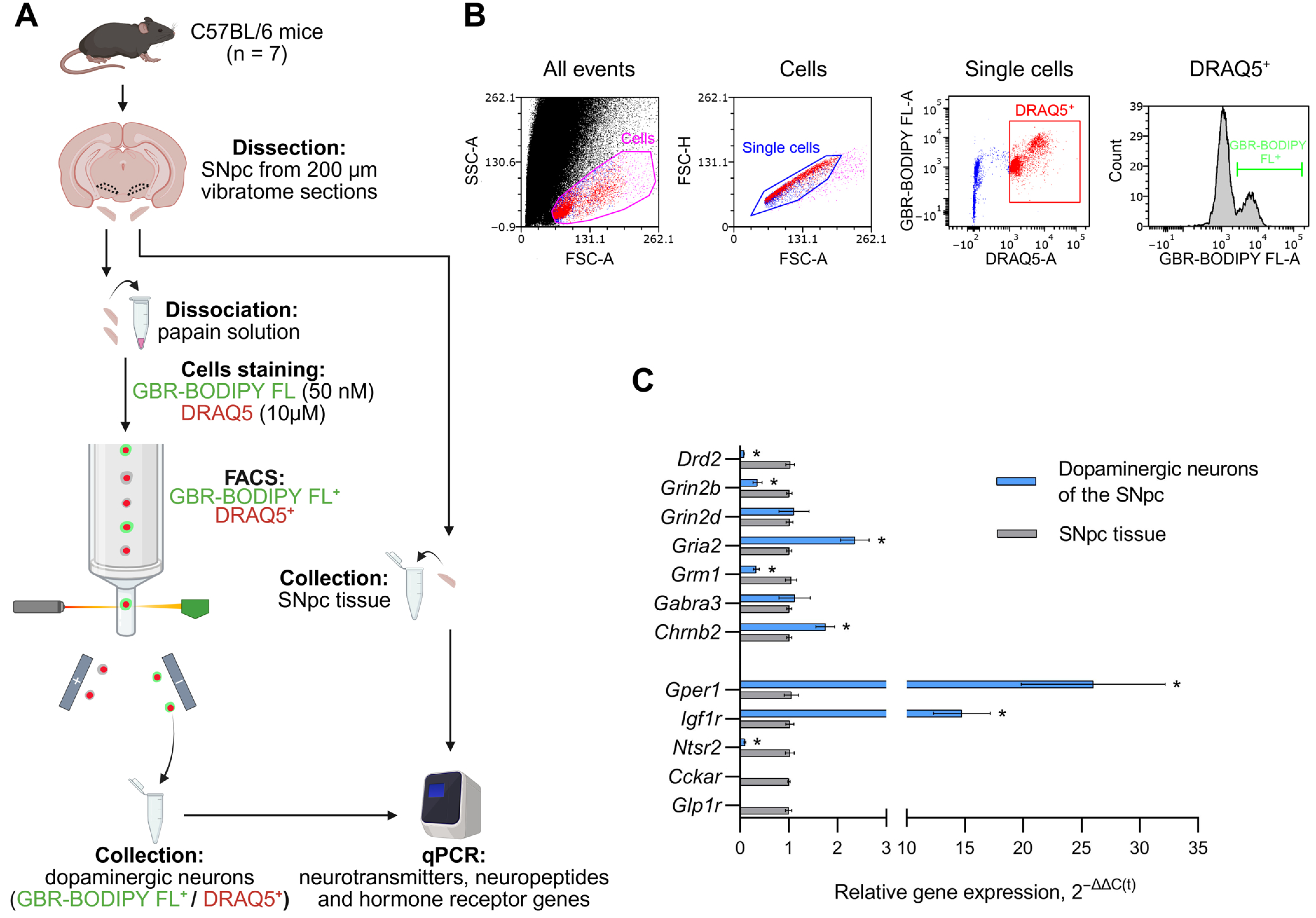 Cells 14 01570 g001 Cells 14 01570 g001