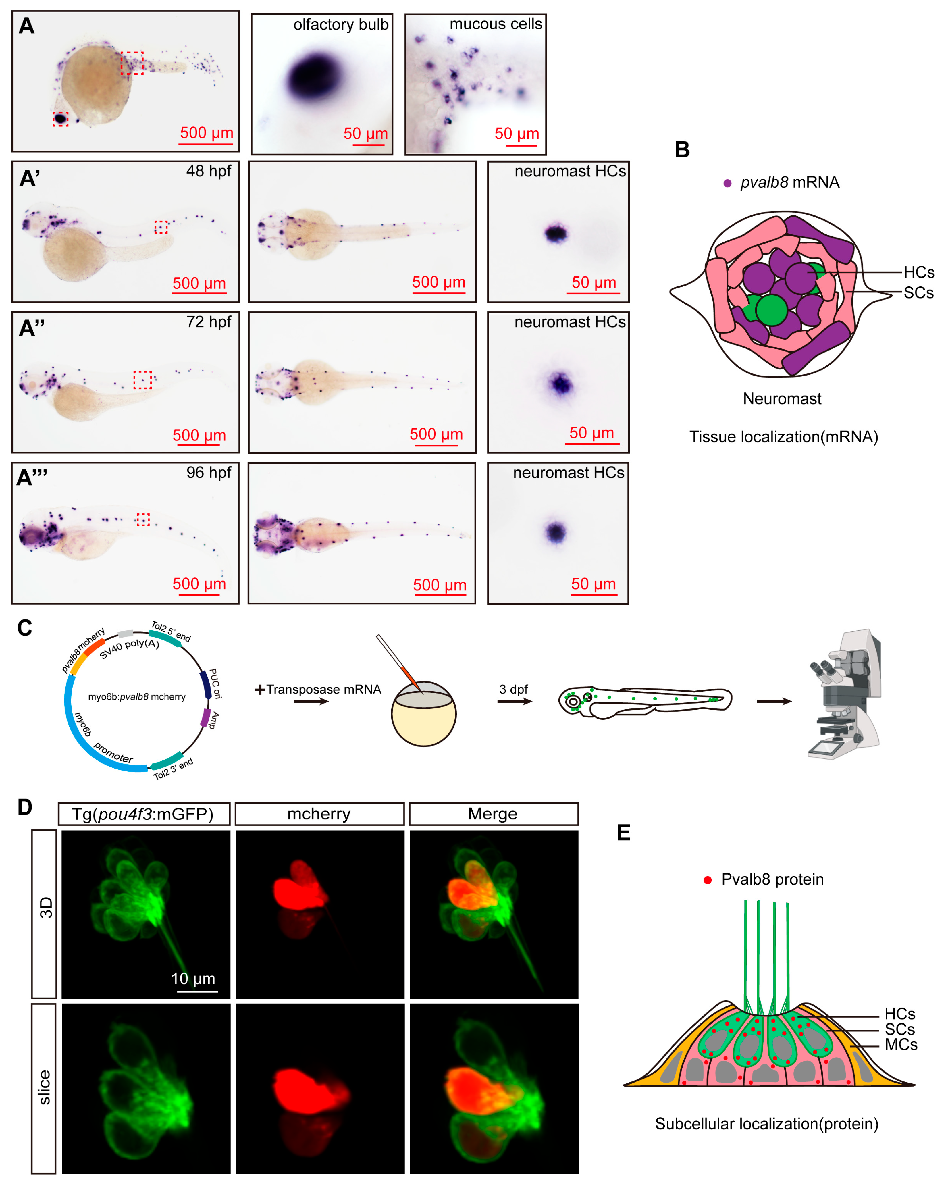 Cells 14 01572 g002 Cells 14 01572 g002