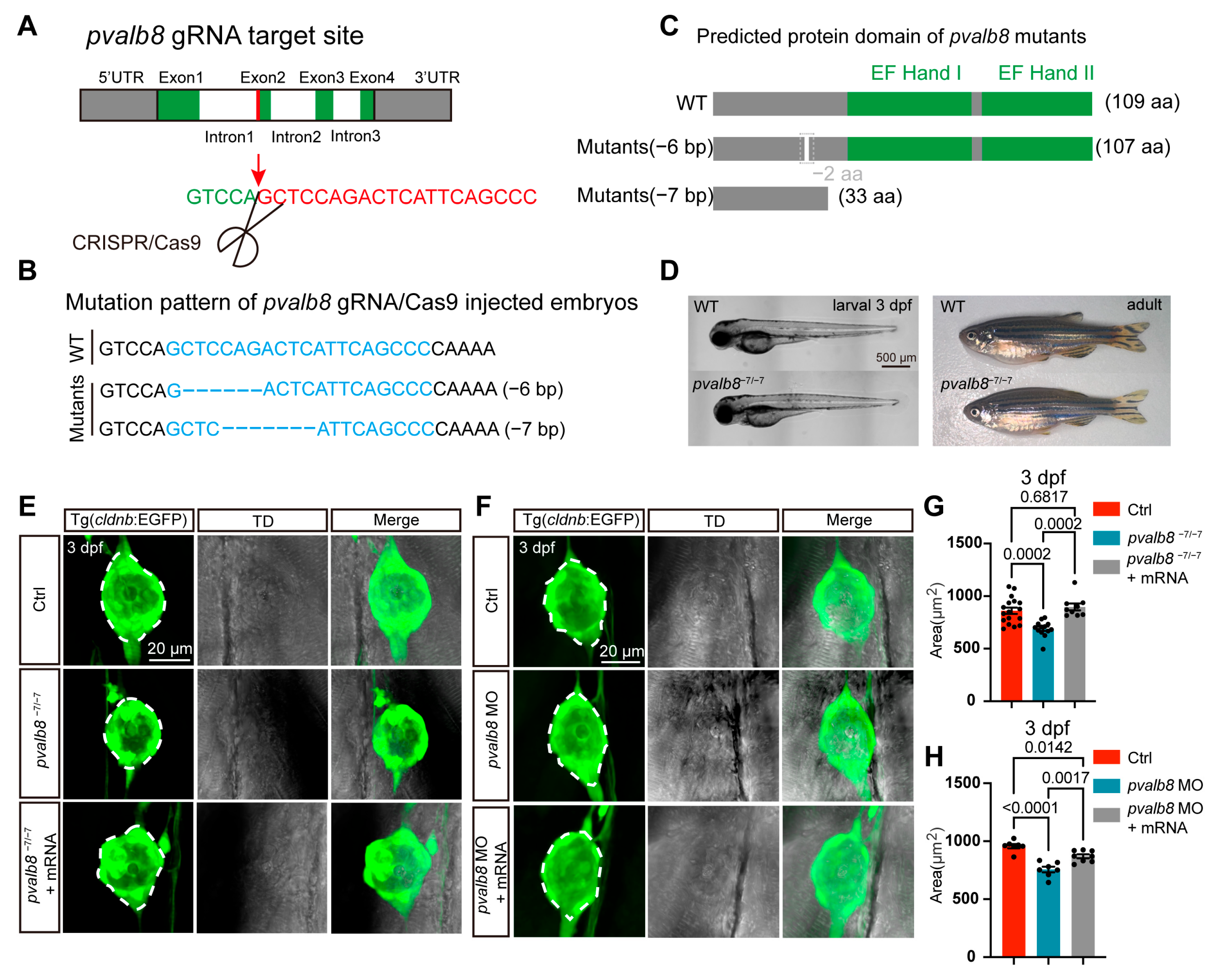 Cells 14 01572 g003 Cells 14 01572 g003