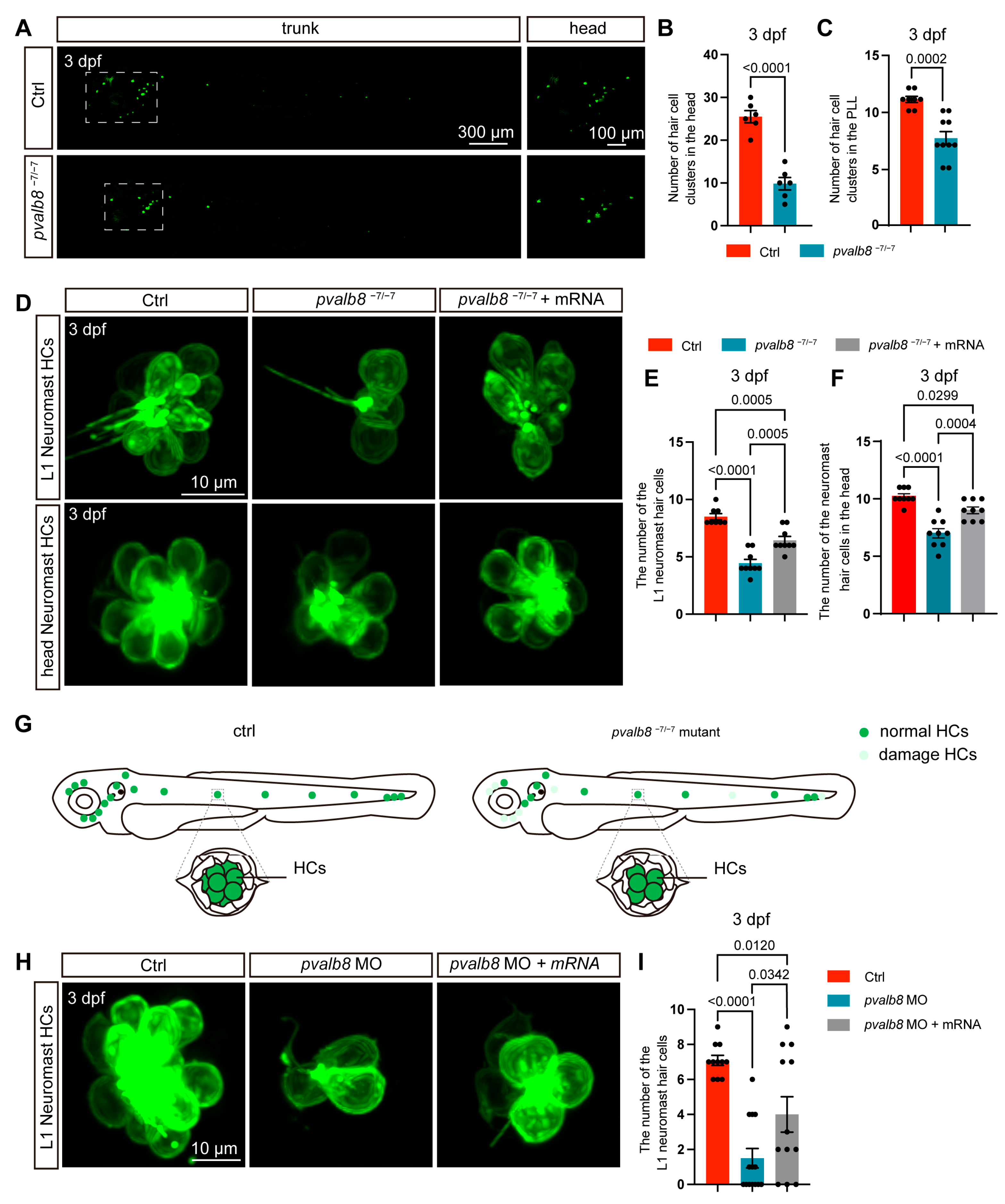 Cells 14 01572 g004 Cells 14 01572 g004