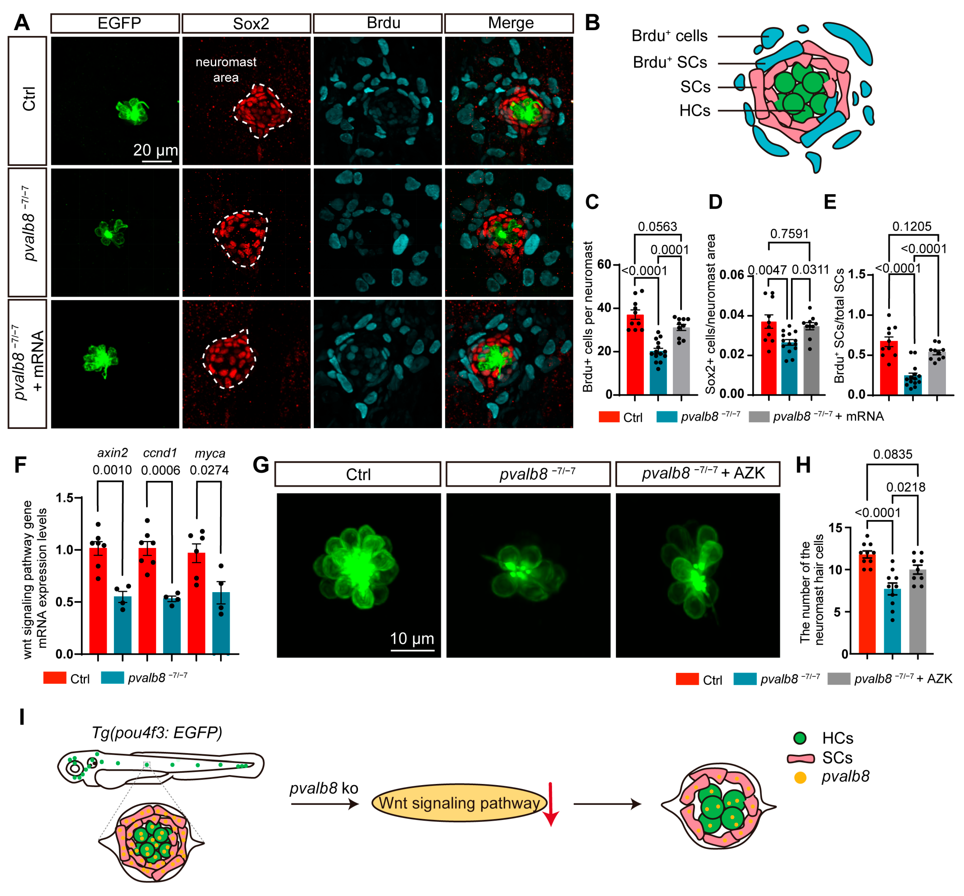 Cells 14 01572 g006 Cells 14 01572 g006