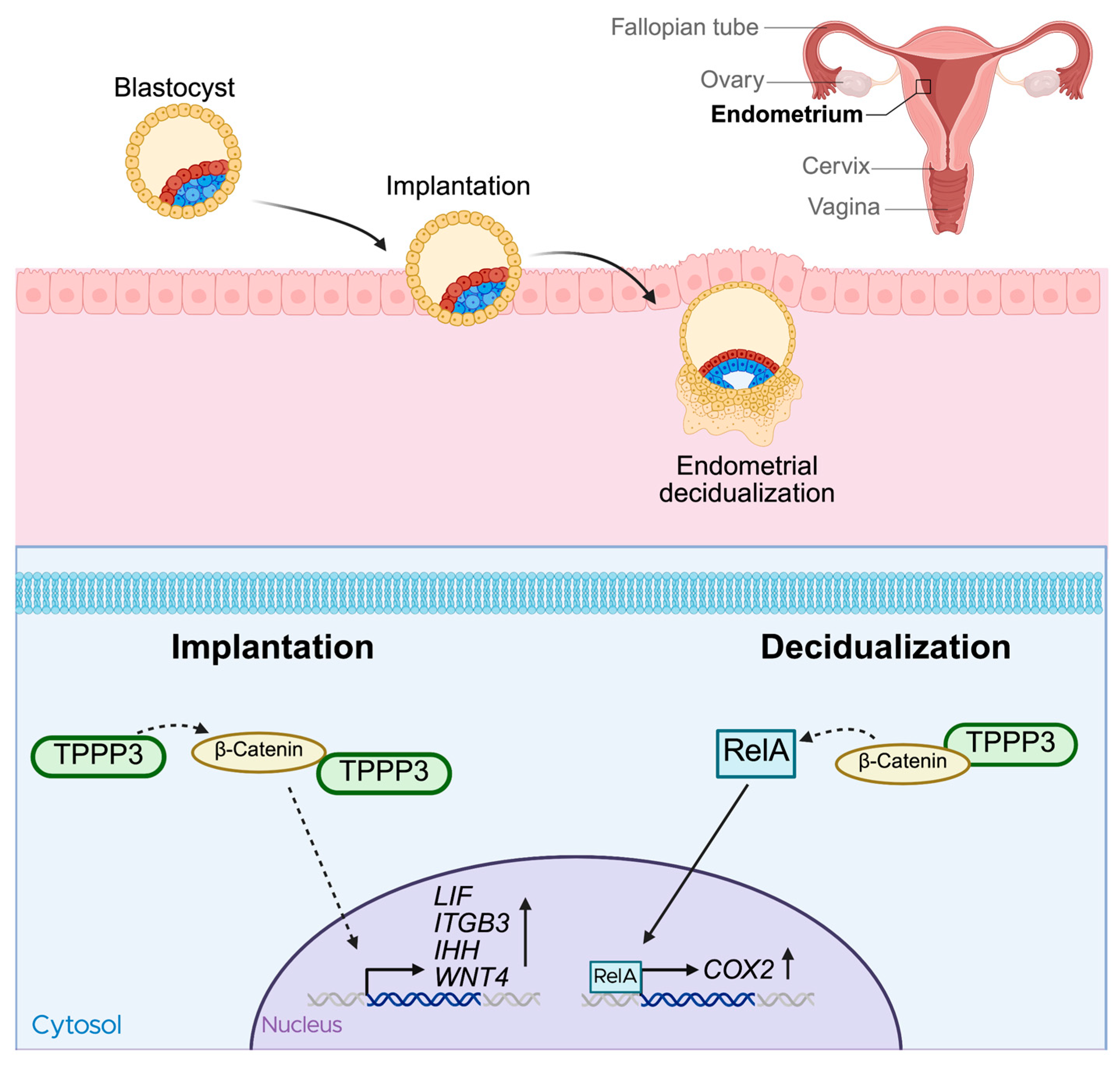 Cells 14 01573 g003 Cells 14 01573 g003