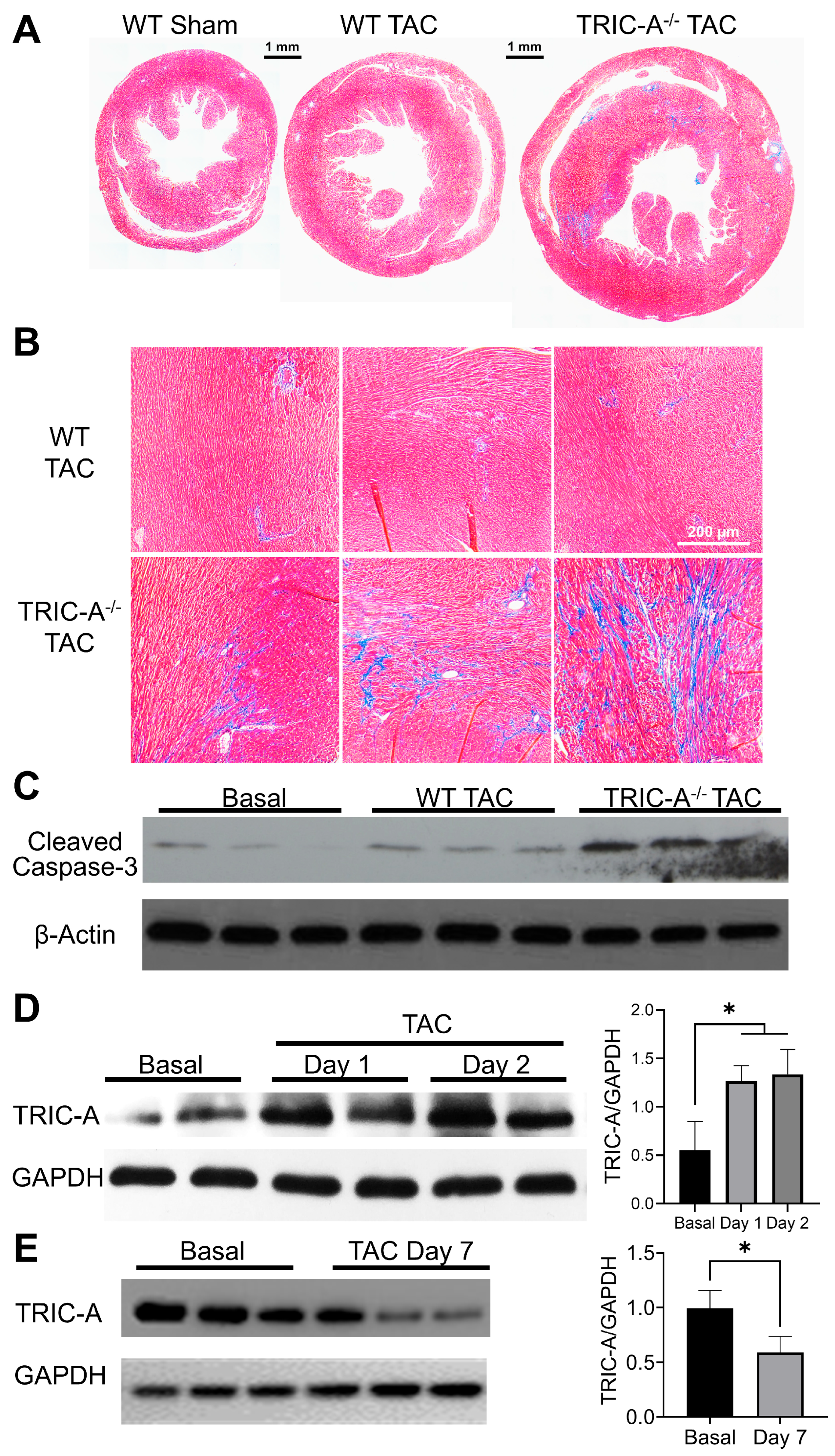 Cells 14 01579 g001 Cells 14 01579 g001