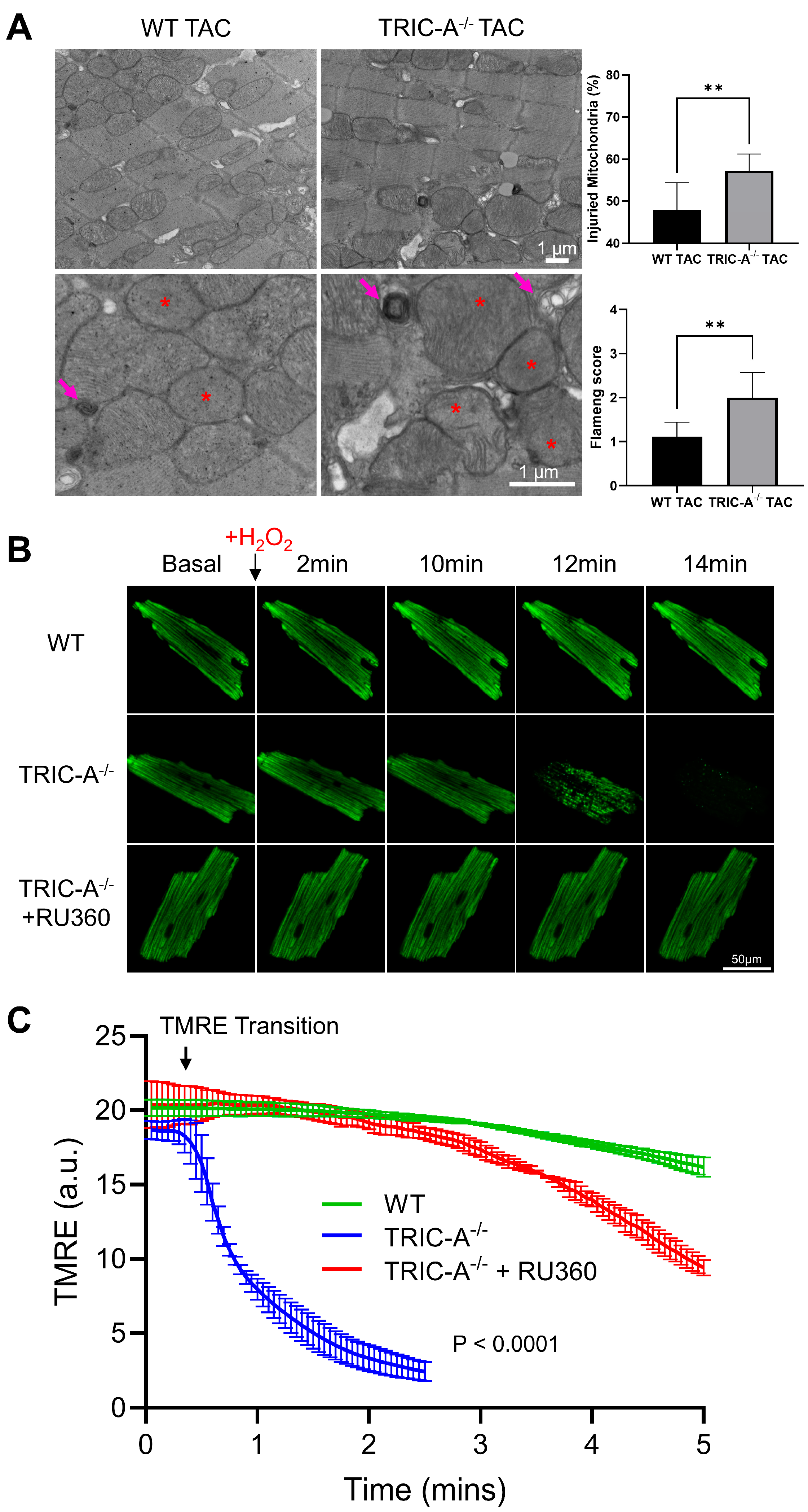 Cells 14 01579 g002 Cells 14 01579 g002