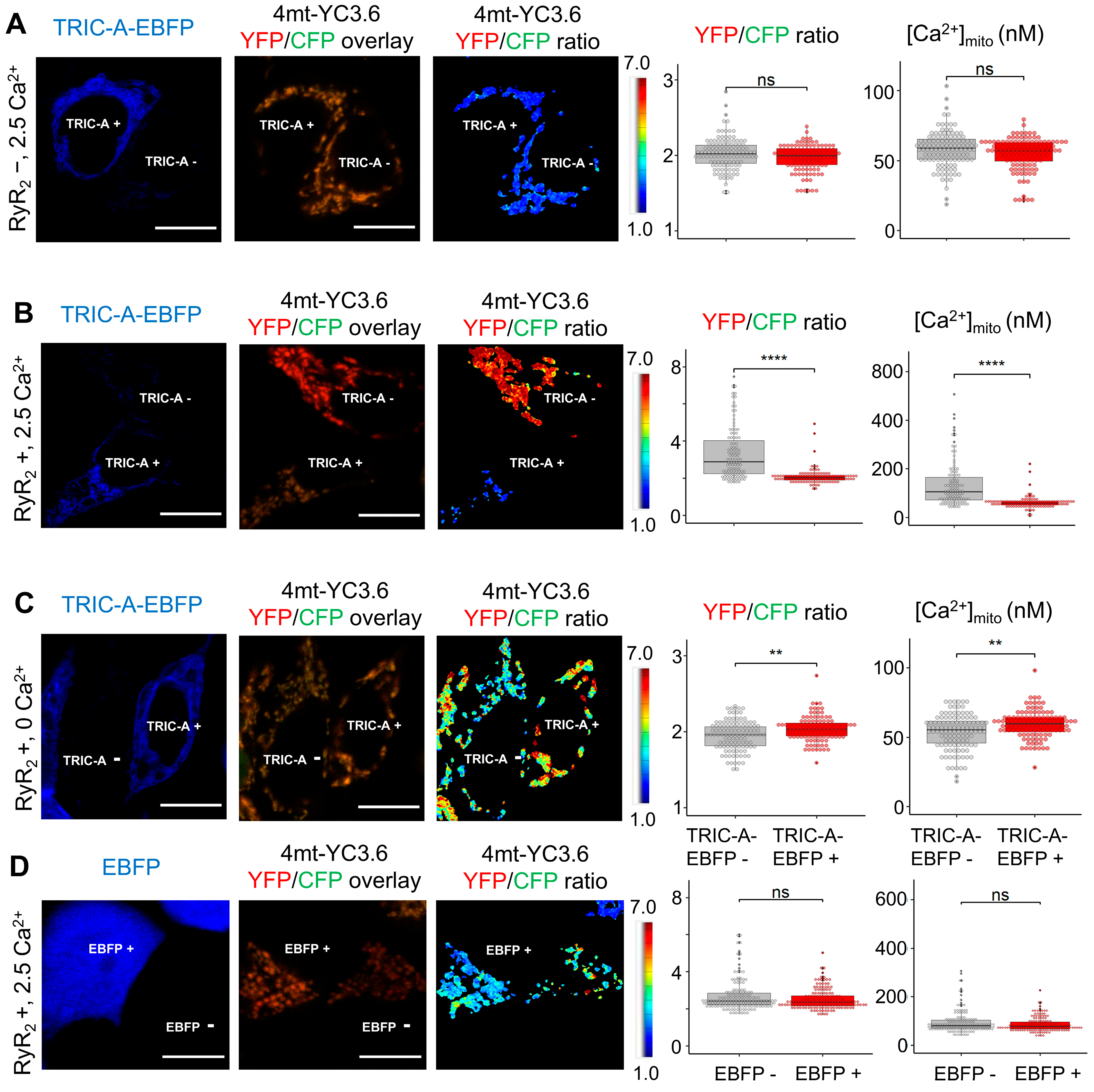 Cells 14 01579 g005 Cells 14 01579 g005