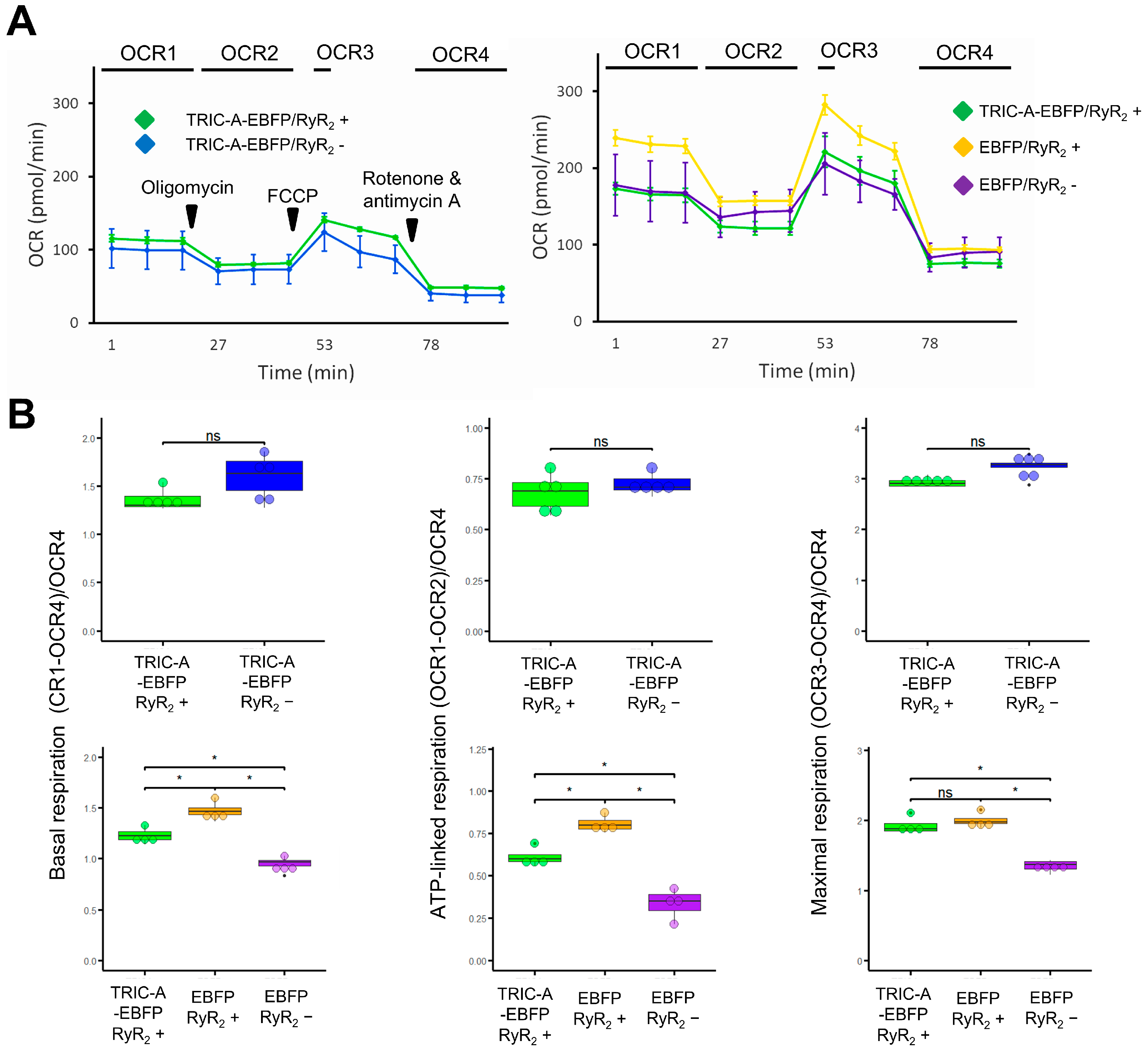 Cells 14 01579 g007 Cells 14 01579 g007