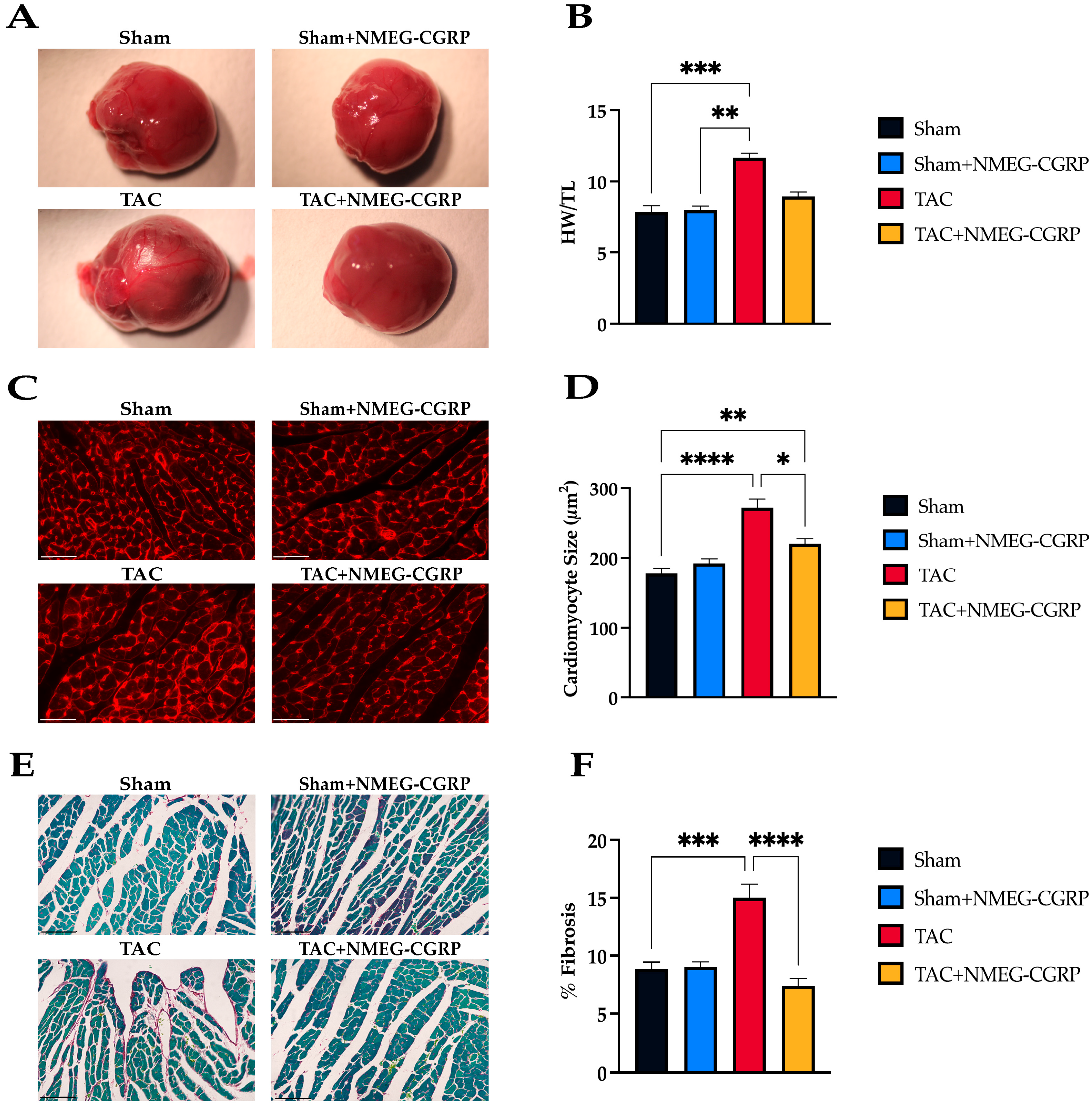 Cells 14 01580 g002 Cells 14 01580 g002
