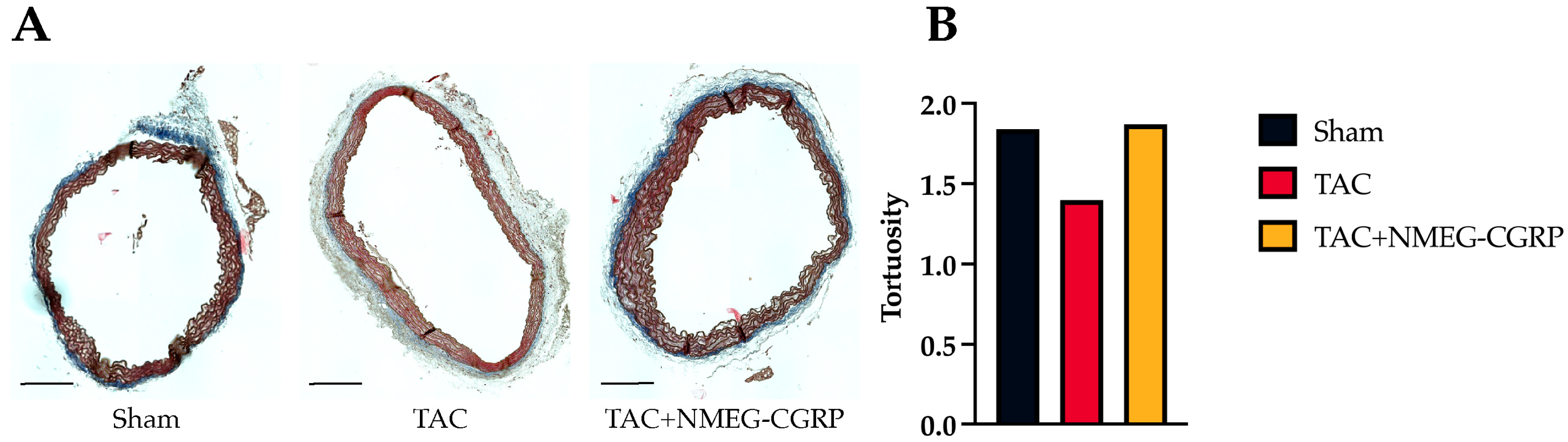 Cells 14 01580 g004 Cells 14 01580 g004