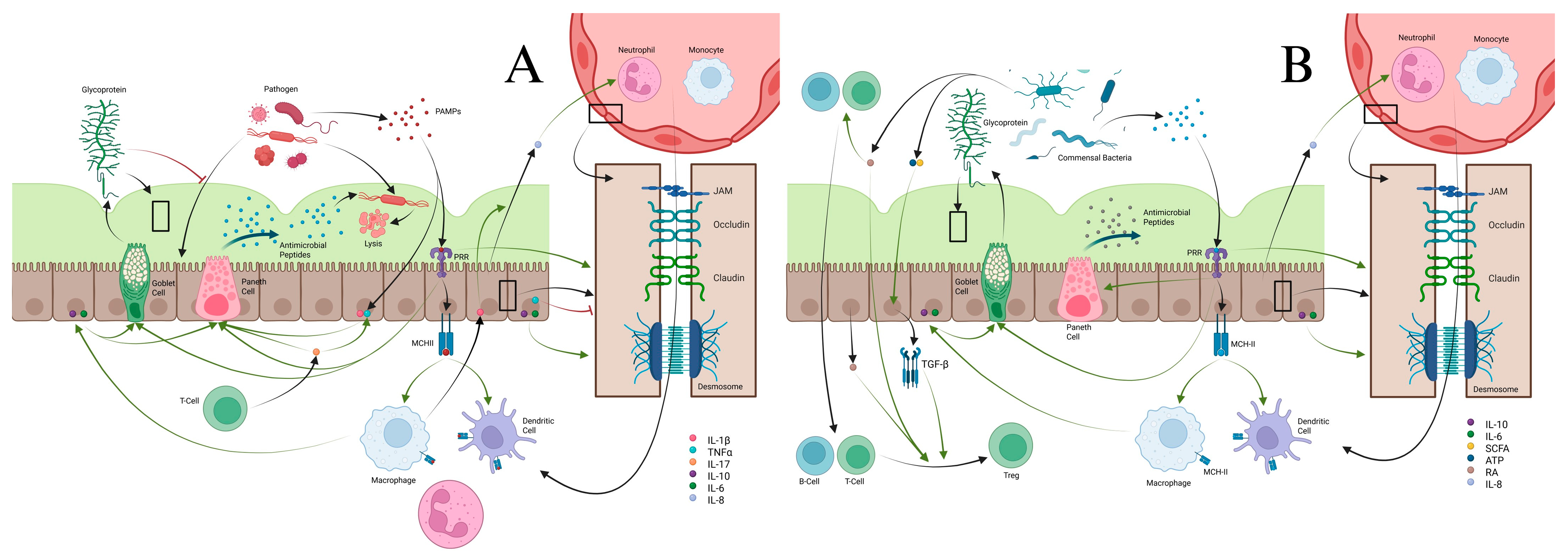 Cells 14 01589 g001 Cells 14 01589 g001