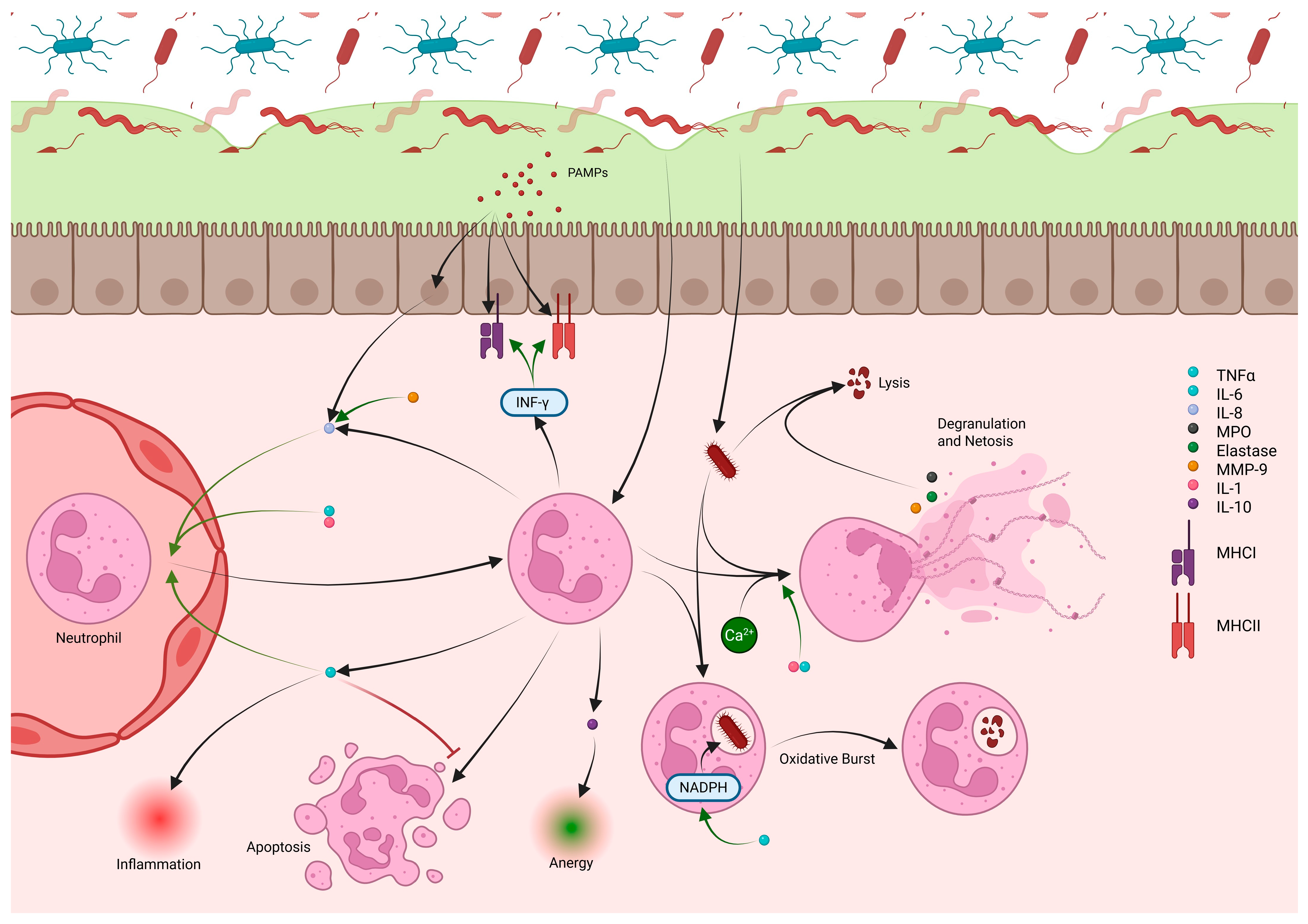 Cells 14 01589 g004 Cells 14 01589 g004
