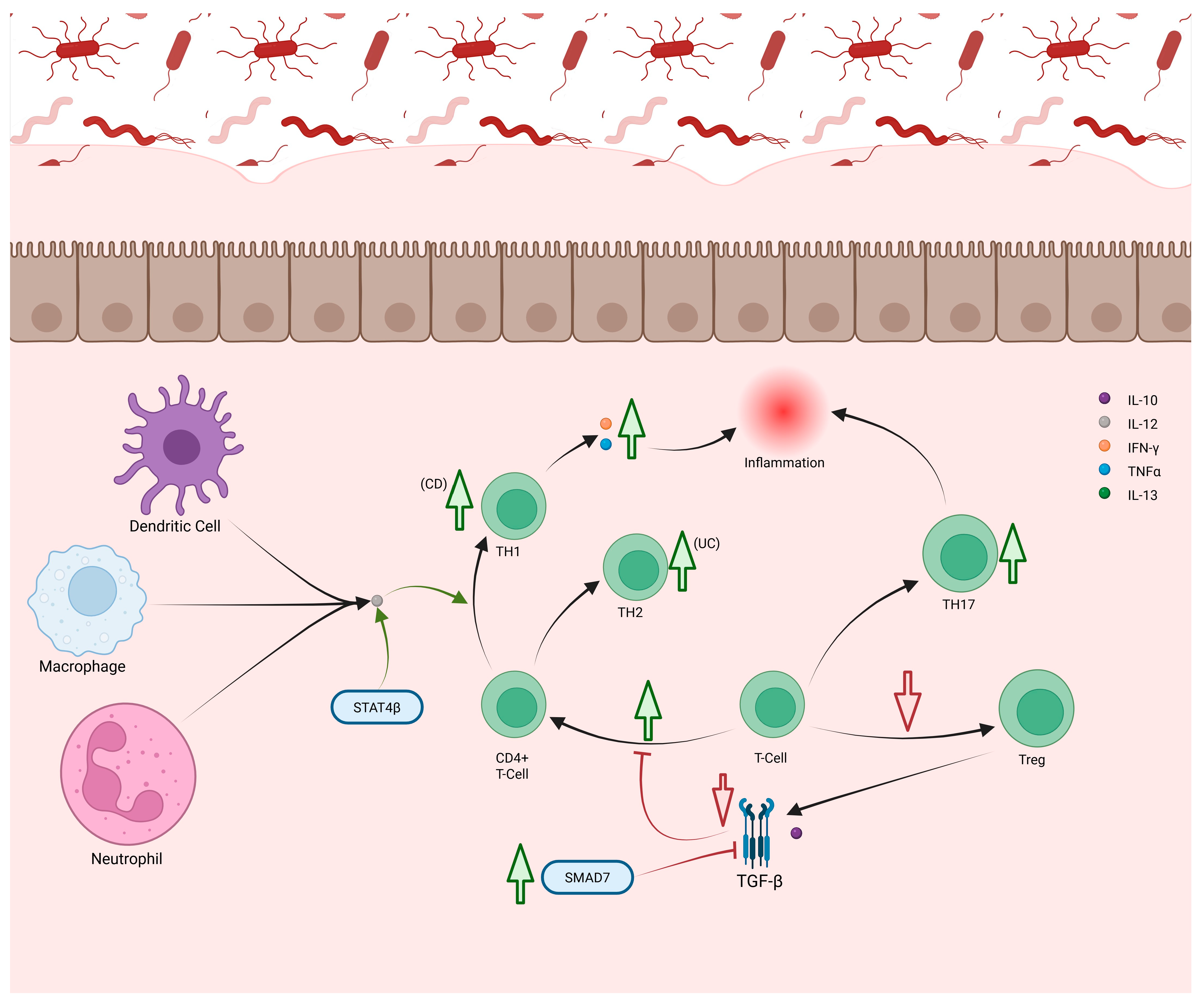 Cells 14 01589 g006 Cells 14 01589 g006