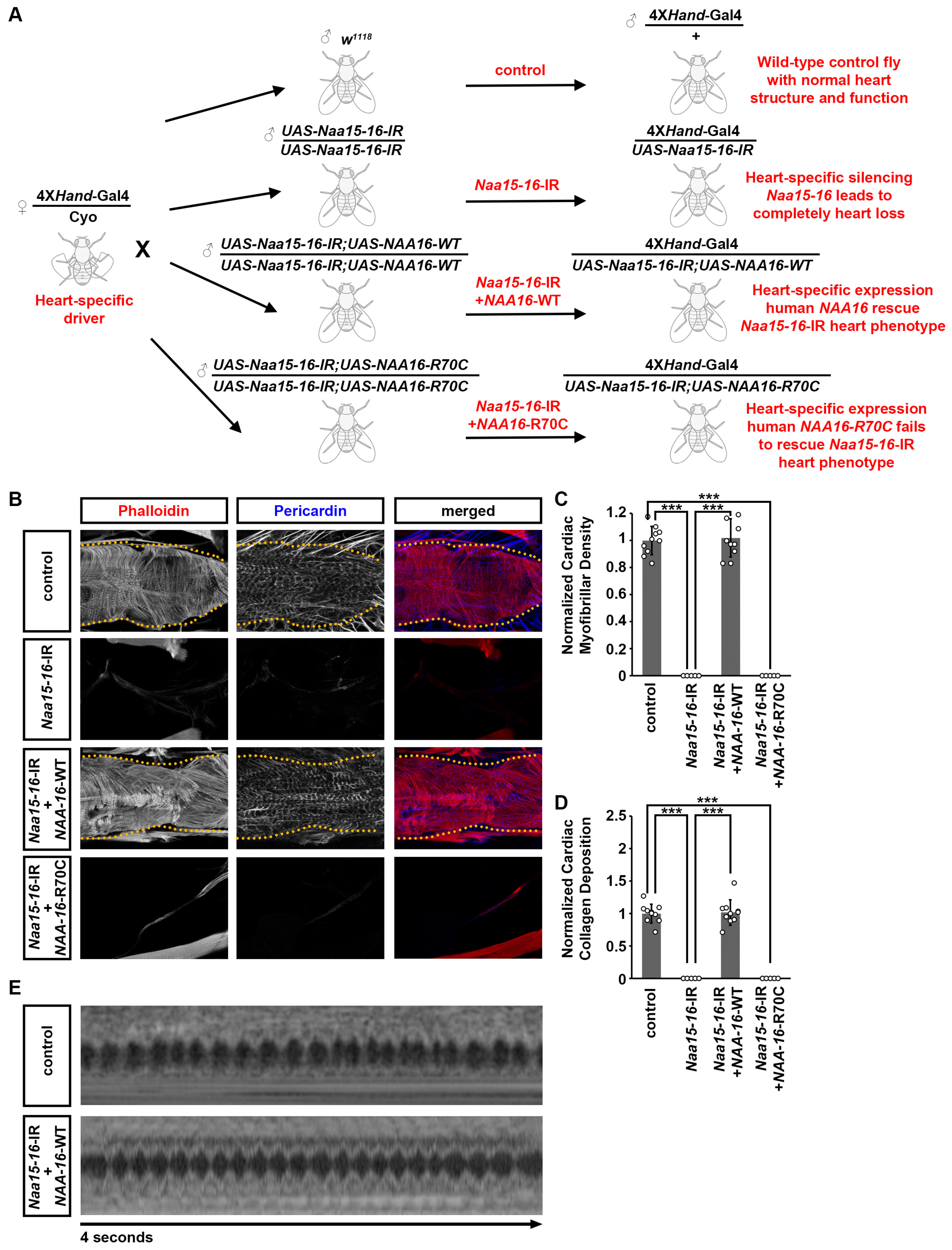 Cells 14 01596 g005 Cells 14 01596 g005