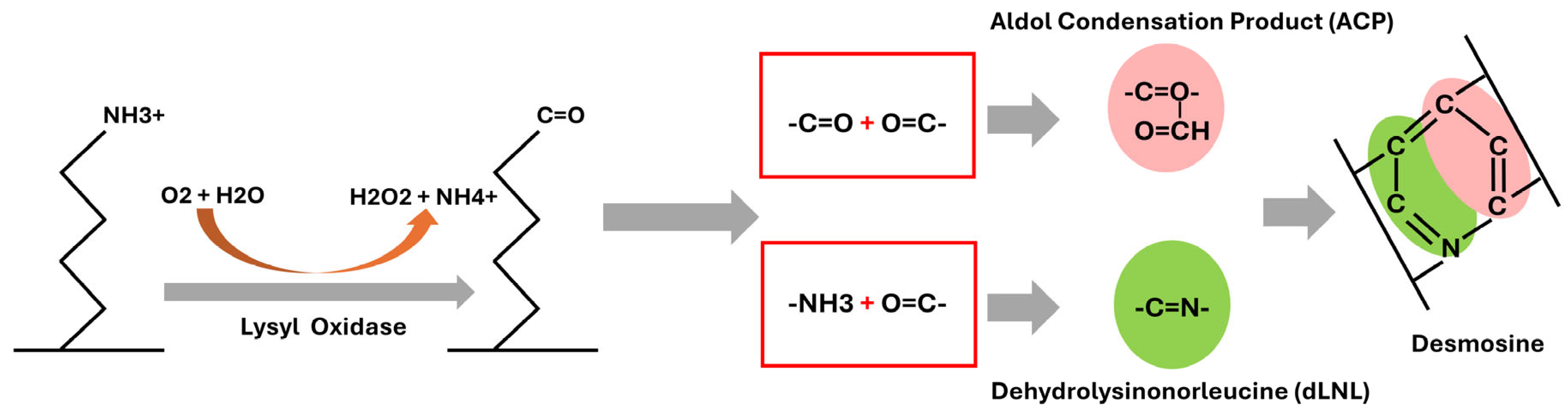 Cells 14 01597 g001 Cells 14 01597 g001