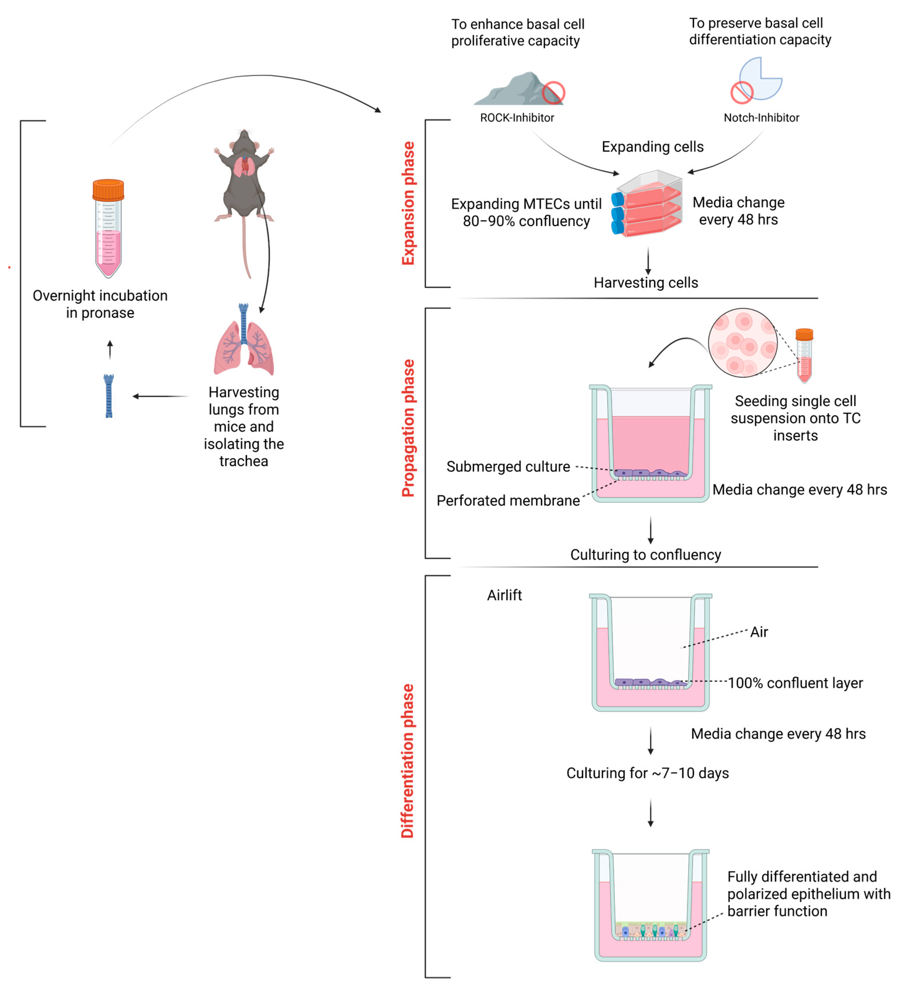 Cells 14 01598 g002 Cells 14 01598 g002