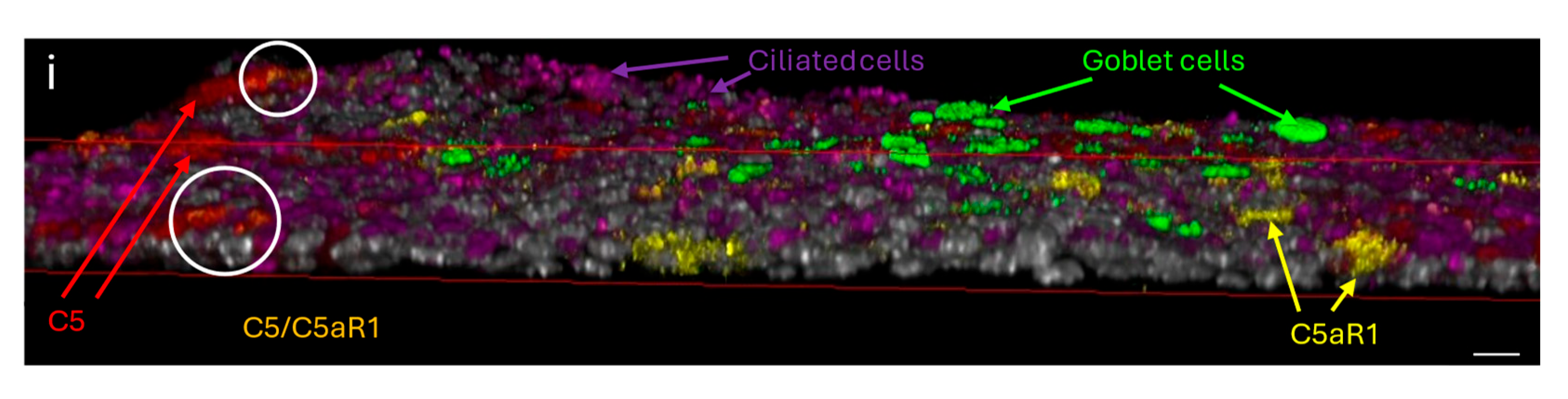 Cells 14 01598 g007b Cells 14 01598 g007b