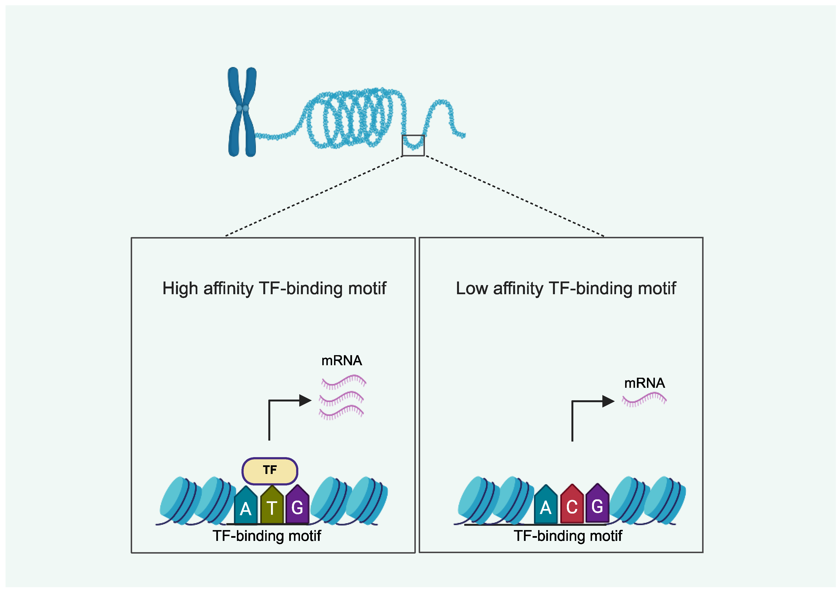 Cells 14 01600 g002 Cells 14 01600 g002