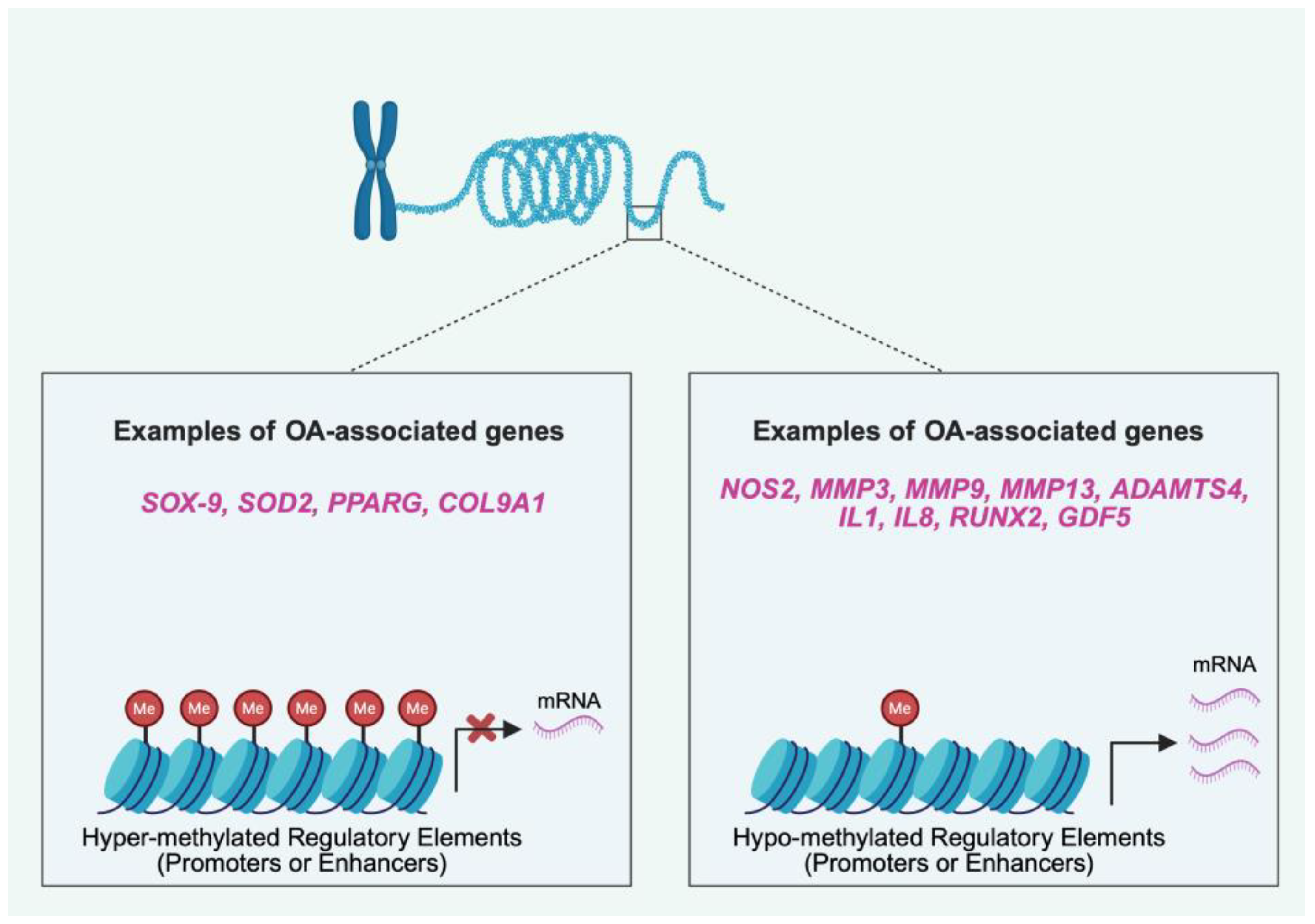 Cells 14 01600 g003 Cells 14 01600 g003