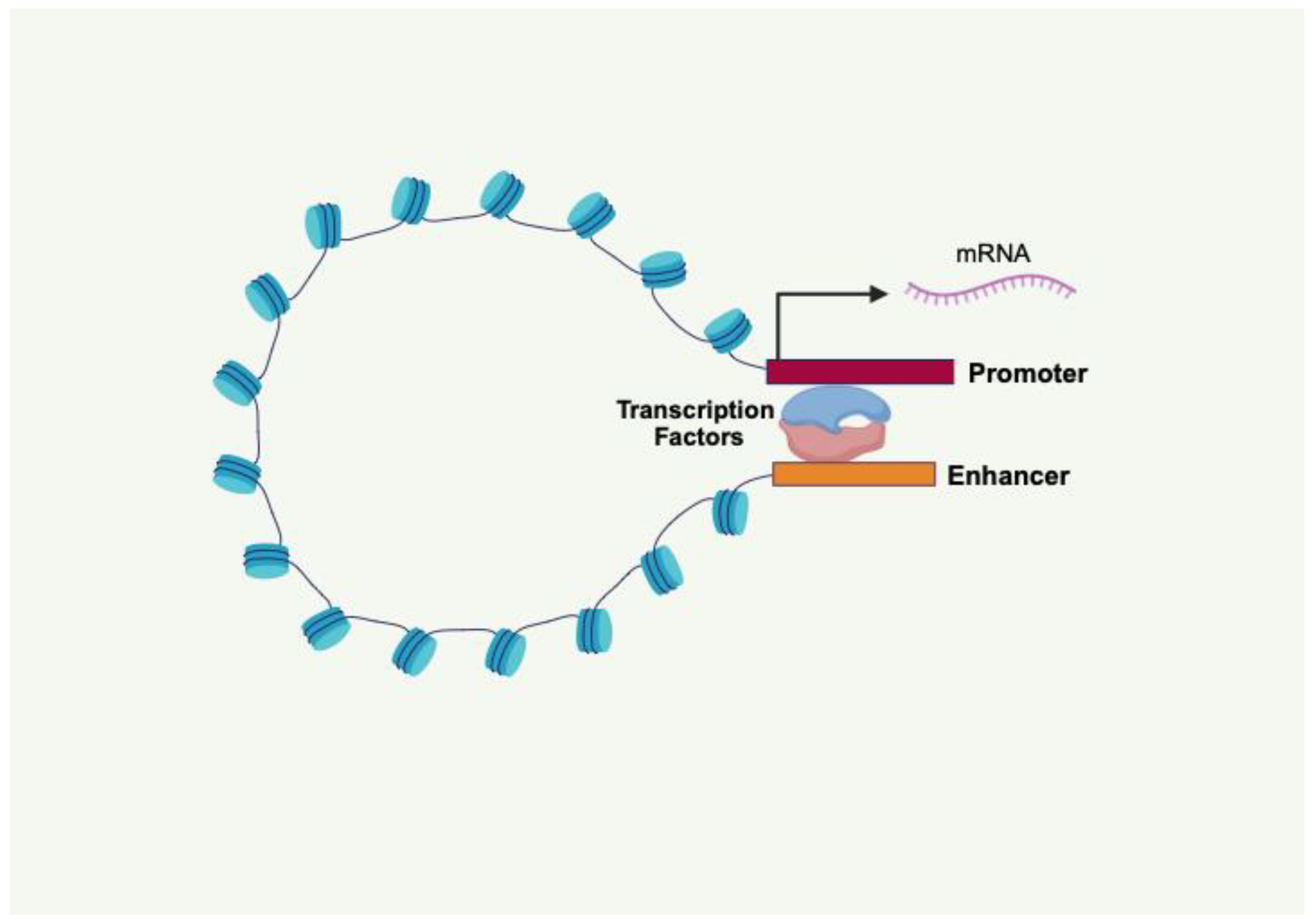 Cells 14 01600 g004 Cells 14 01600 g004