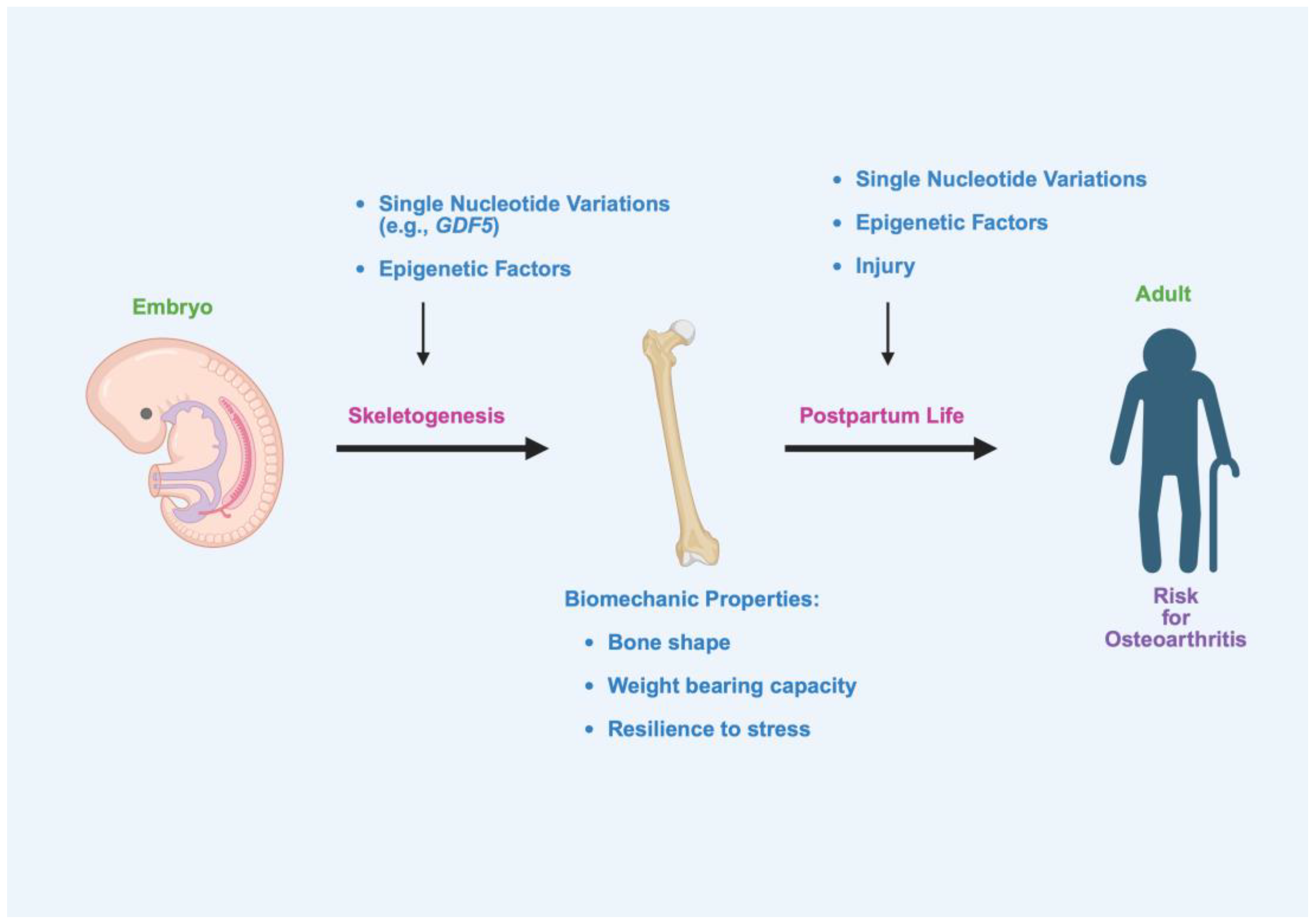 Cells 14 01600 g005 Cells 14 01600 g005
