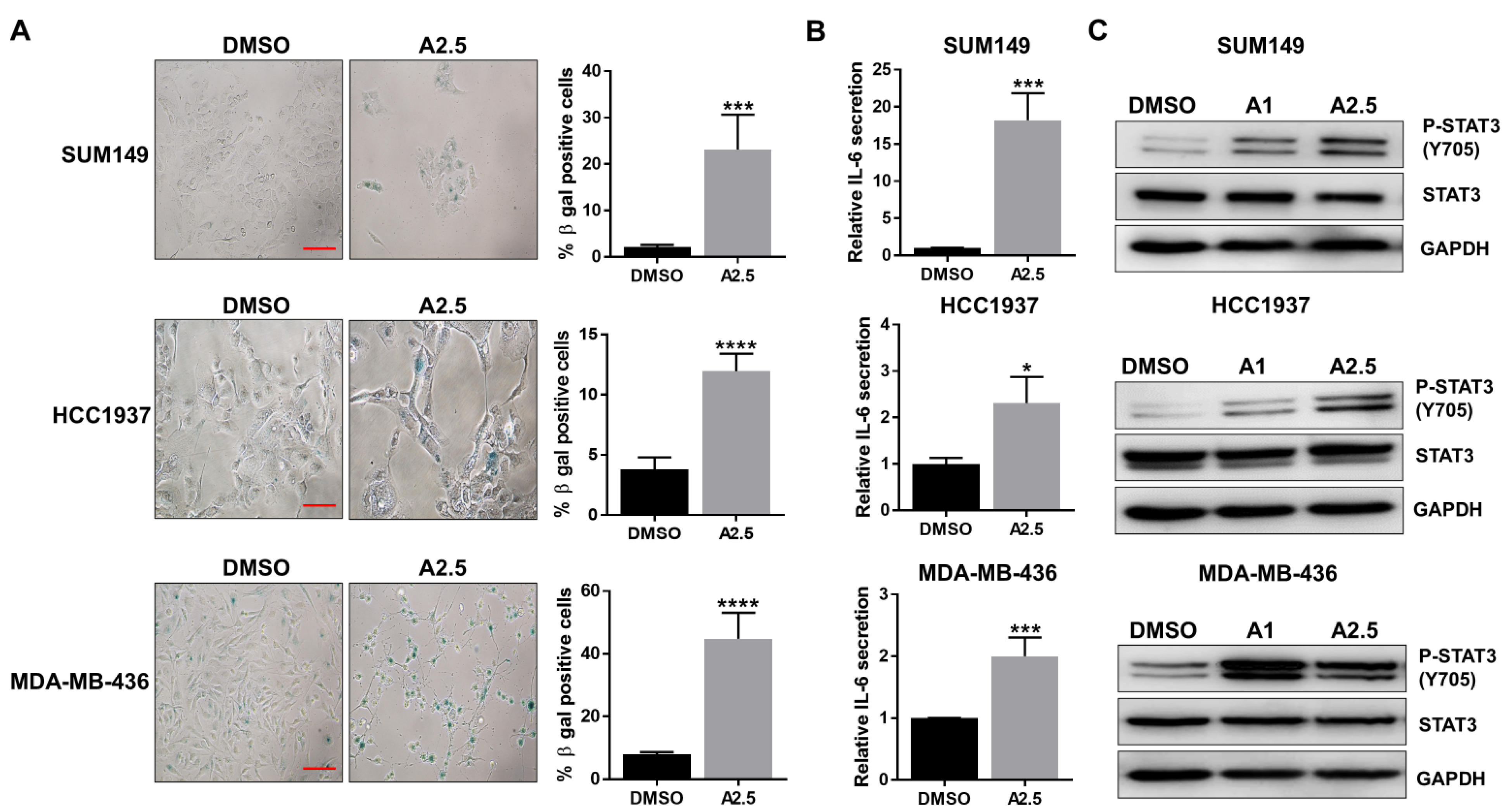 Cells 14 01602 g002 Cells 14 01602 g002
