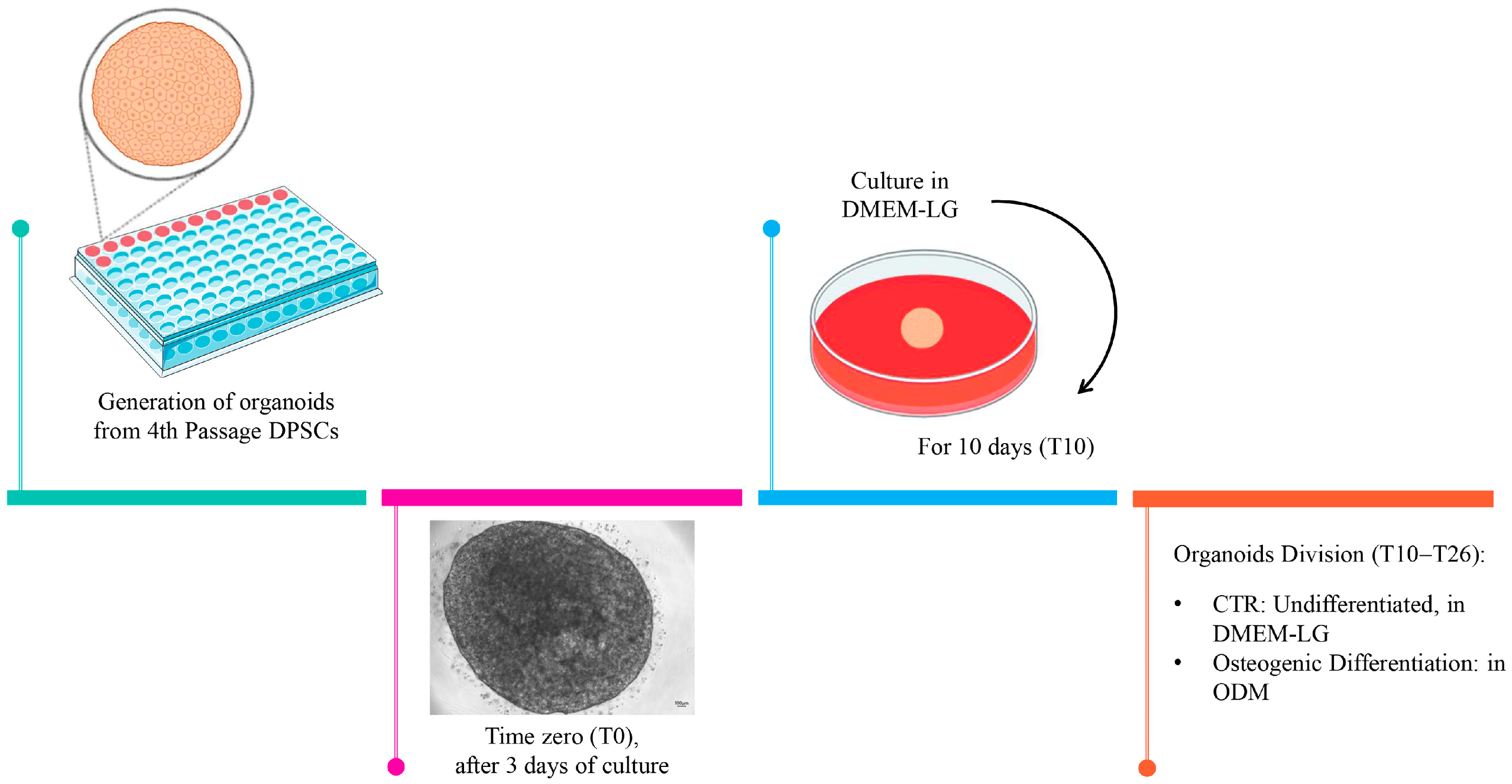 Cells 14 01603 sch001