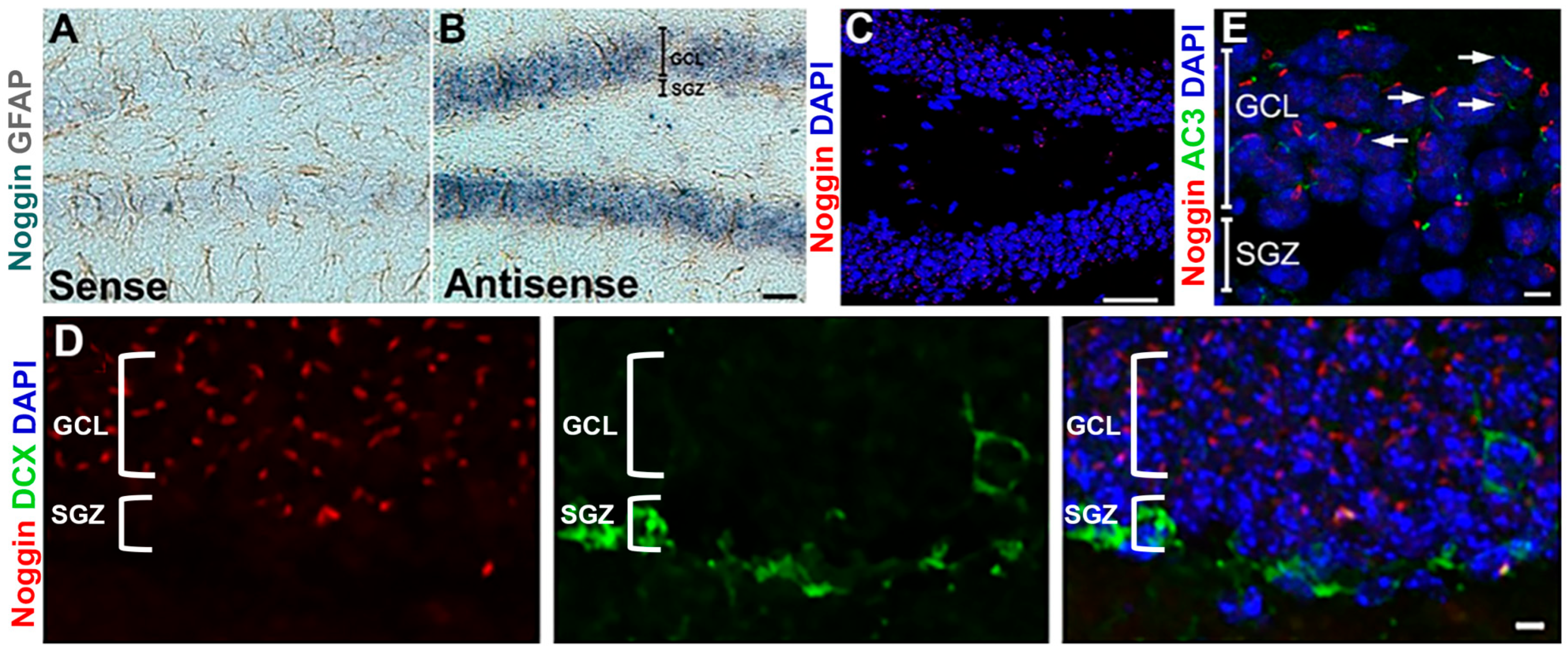 Cells 14 01607 g001 Cells 14 01607 g001