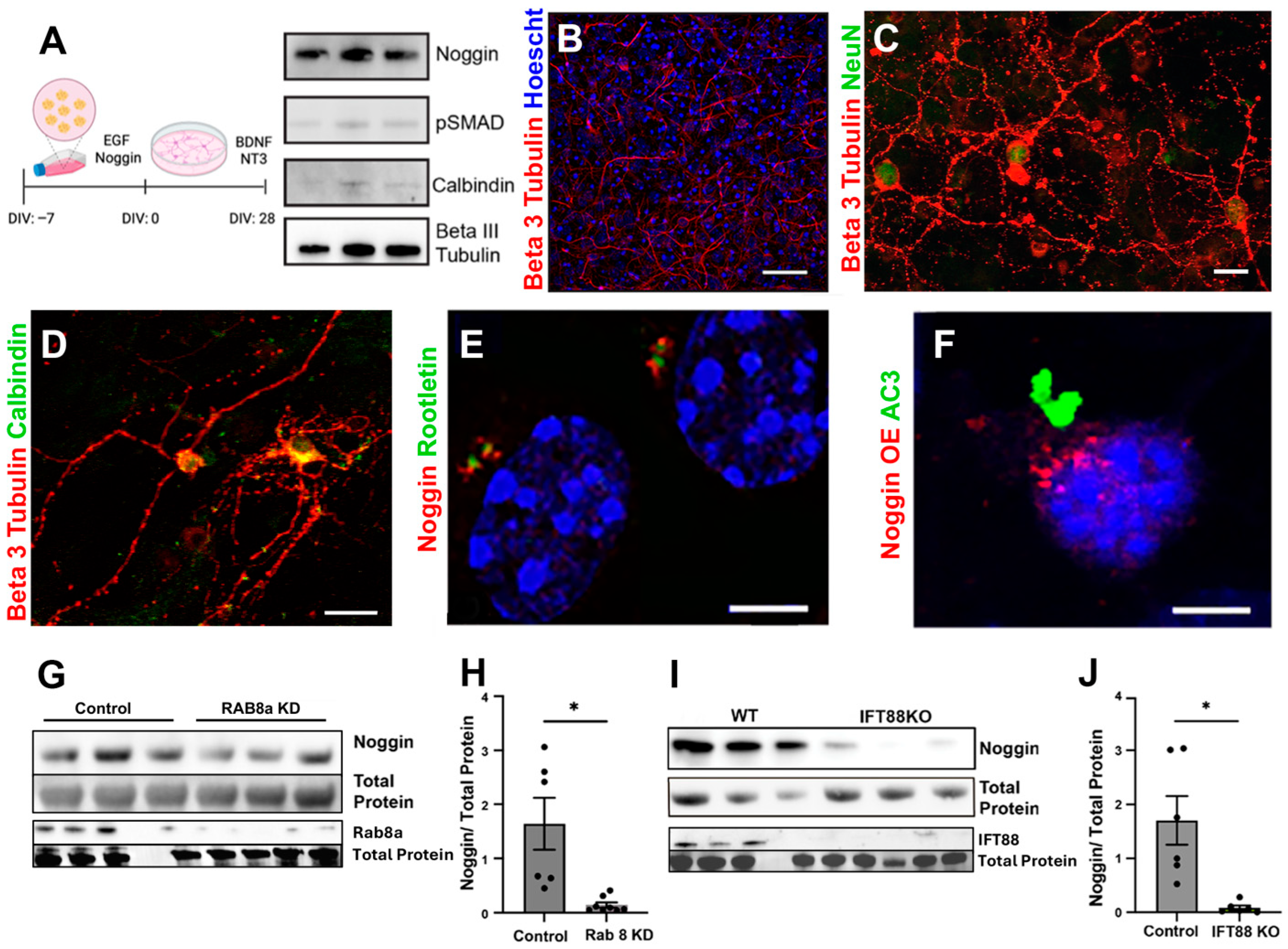 Cells 14 01607 g002 Cells 14 01607 g002