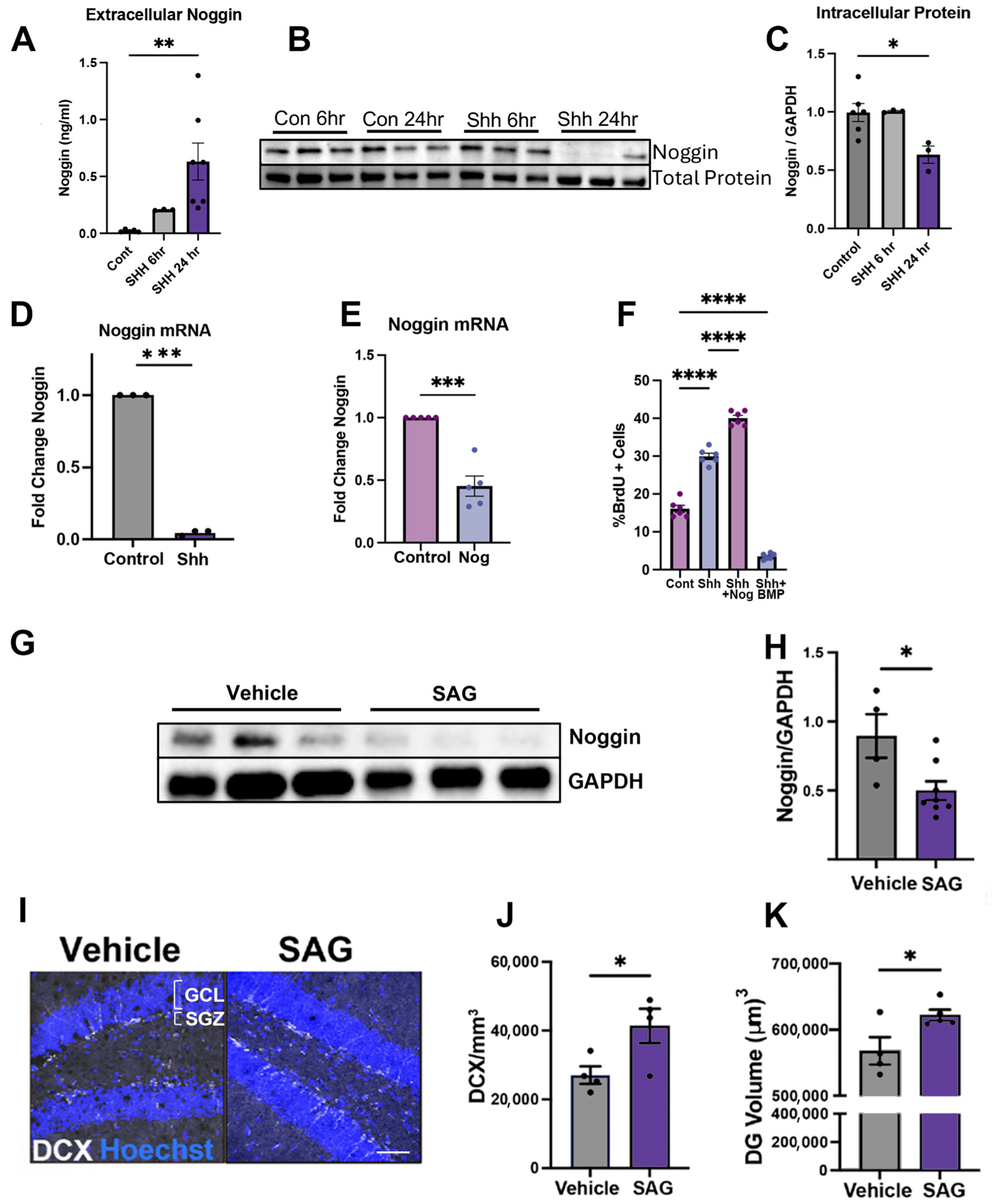 Cells 14 01607 g003 Cells 14 01607 g003