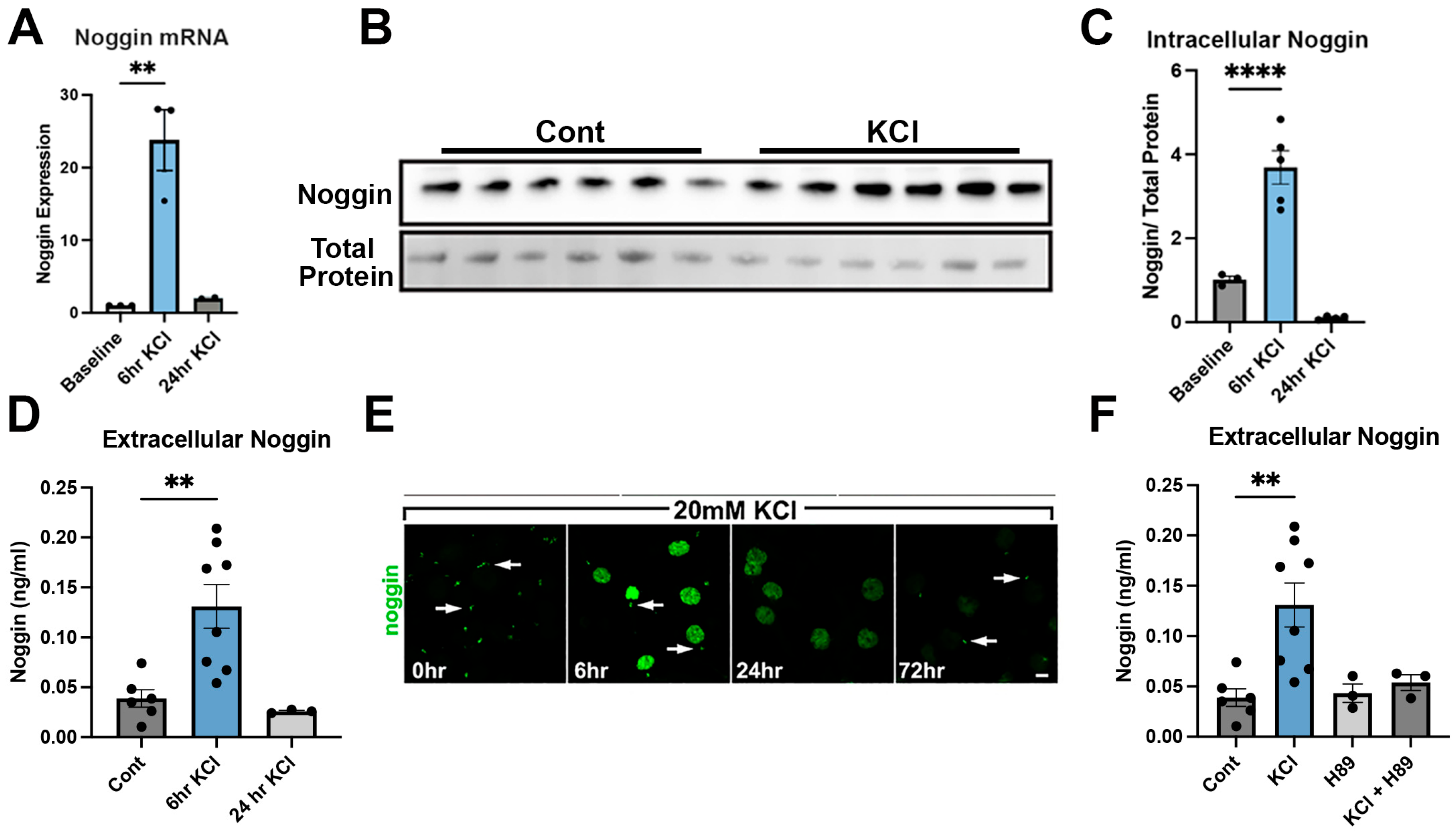 Cells 14 01607 g005 Cells 14 01607 g005