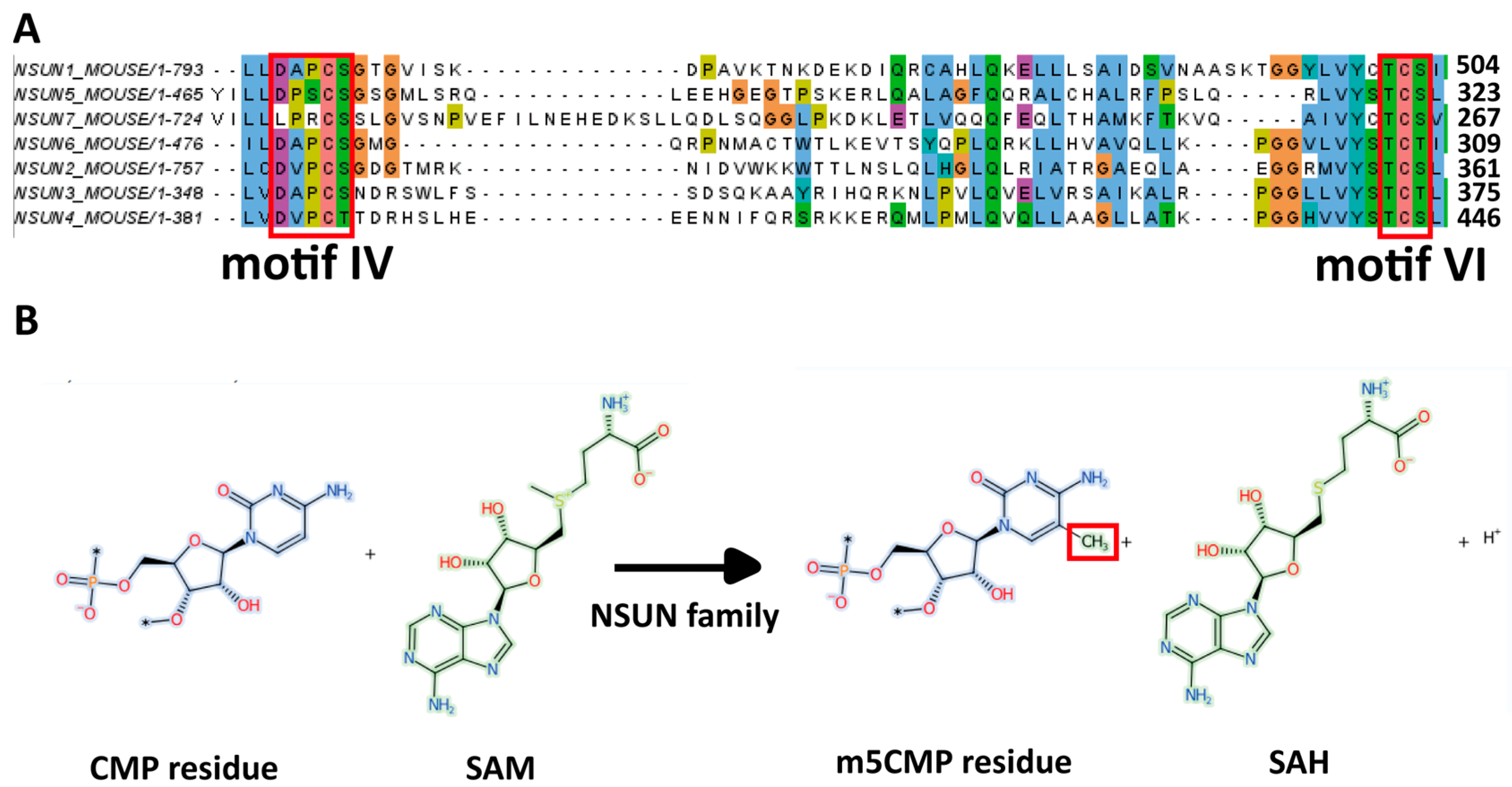 Cells 14 01609 g001 Cells 14 01609 g001