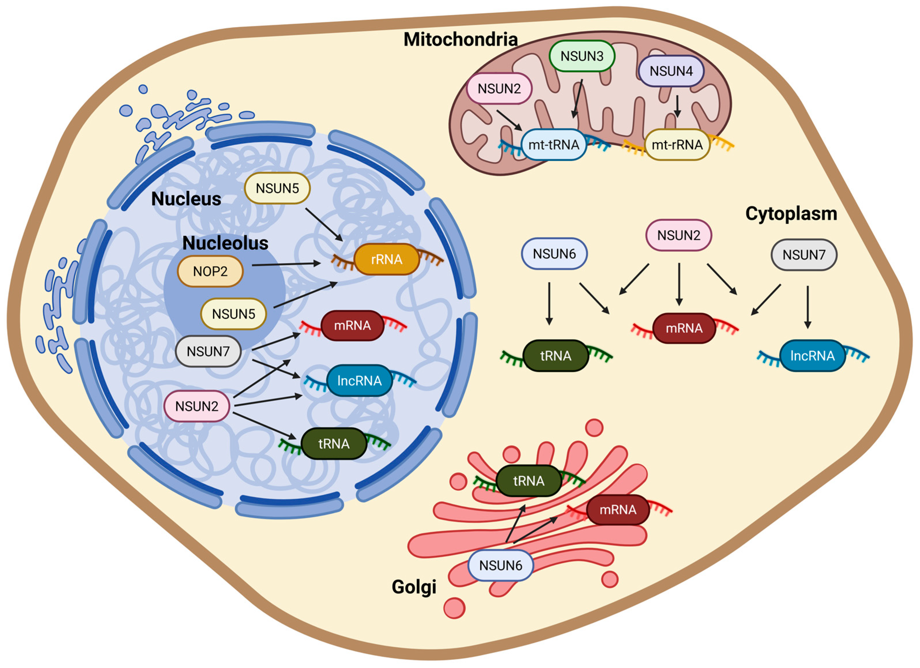 Cells 14 01609 g002 Cells 14 01609 g002