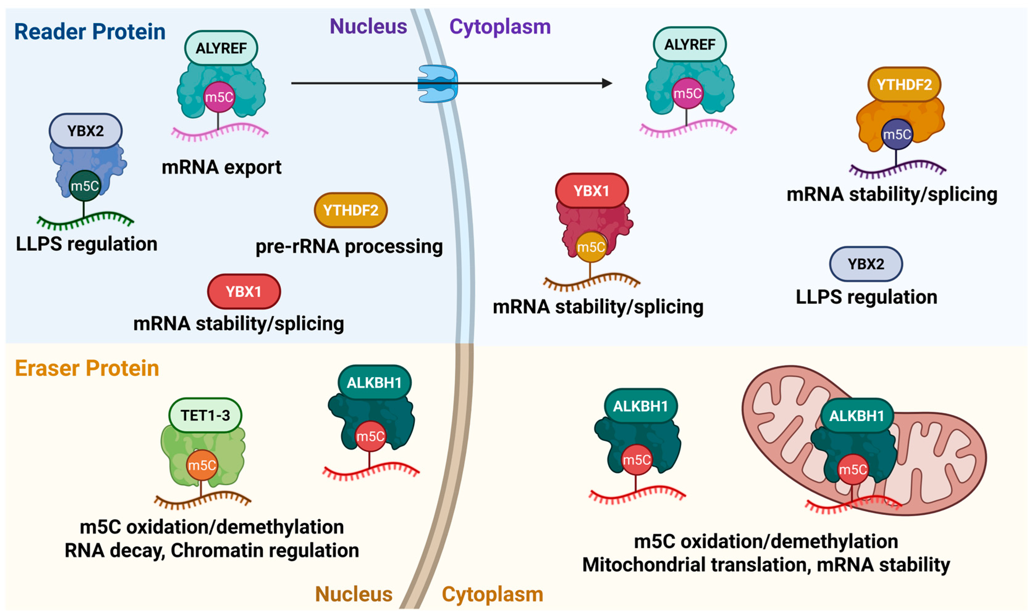 Cells 14 01609 g003 Cells 14 01609 g003