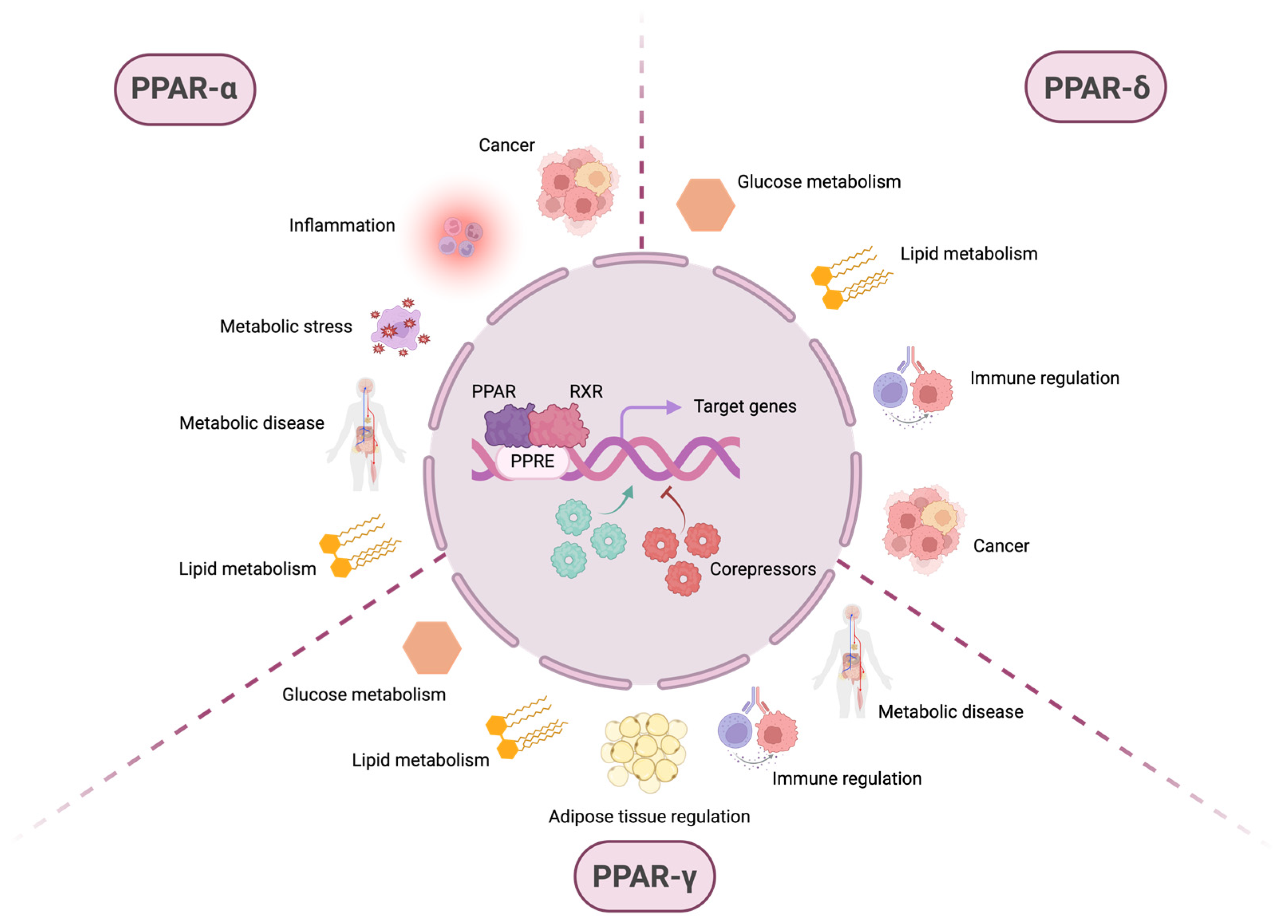 Cells 14 01610 g001 Cells 14 01610 g001