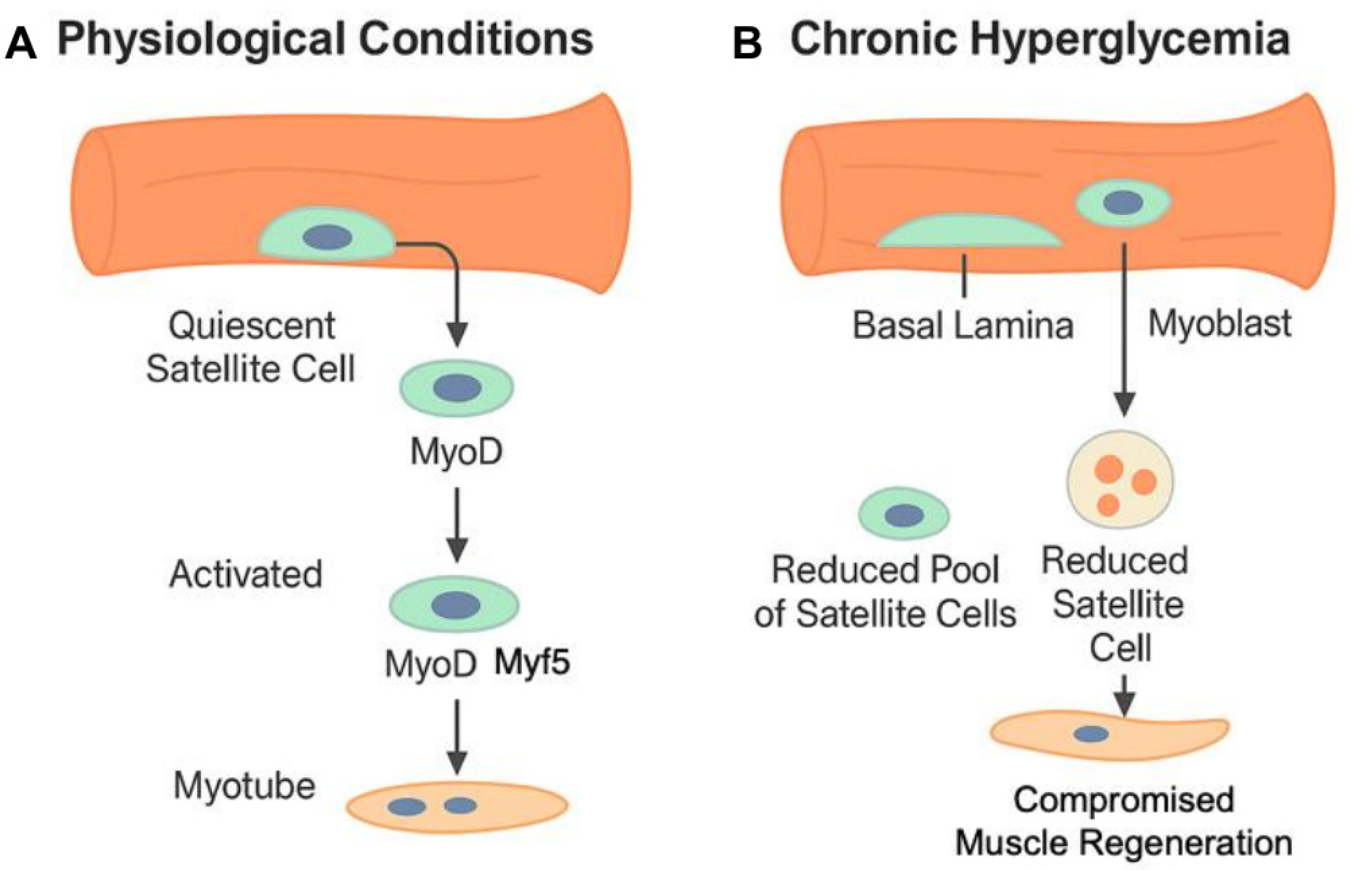 Cells 14 01611 g001 Cells 14 01611 g001