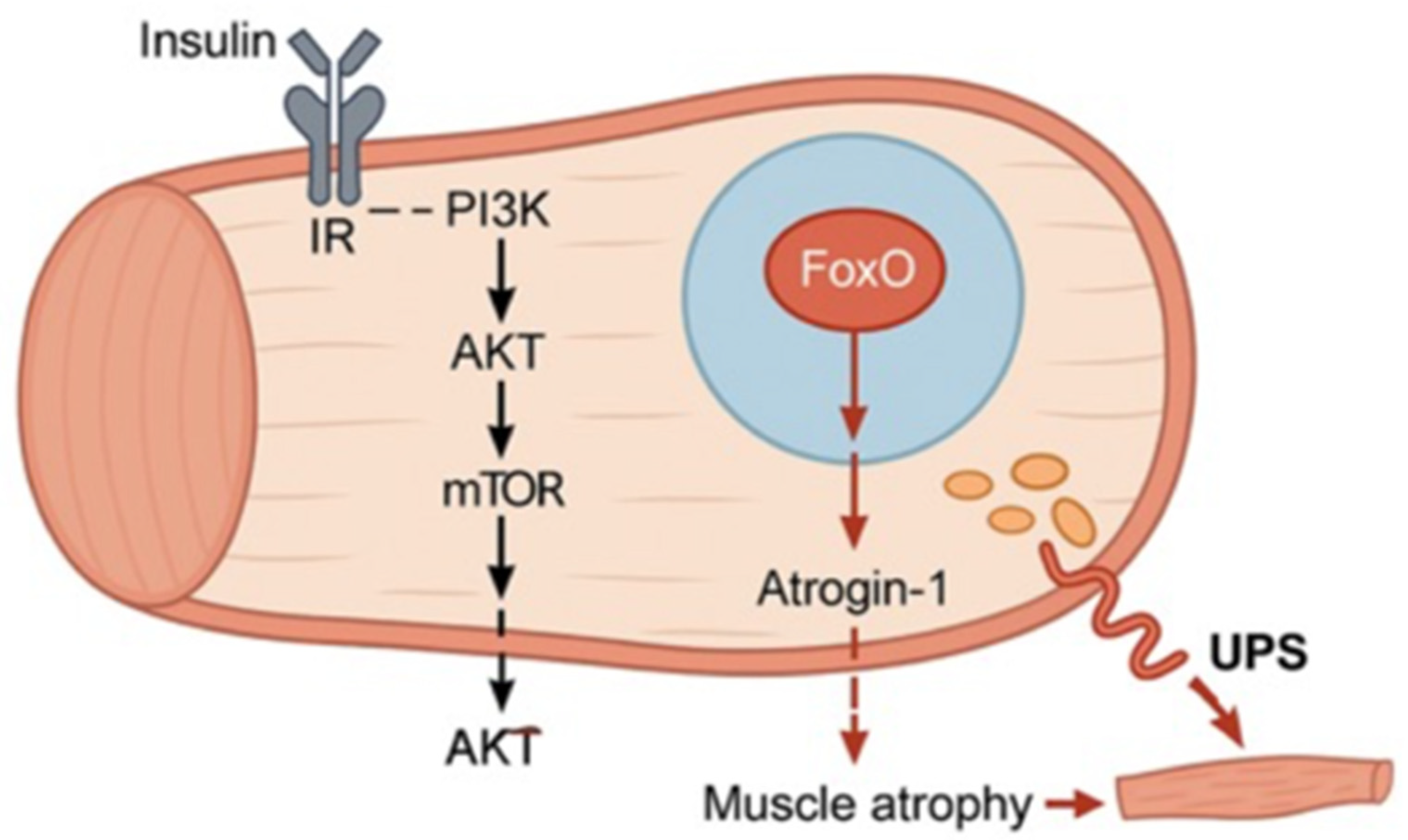 Cells 14 01611 g002 Cells 14 01611 g002