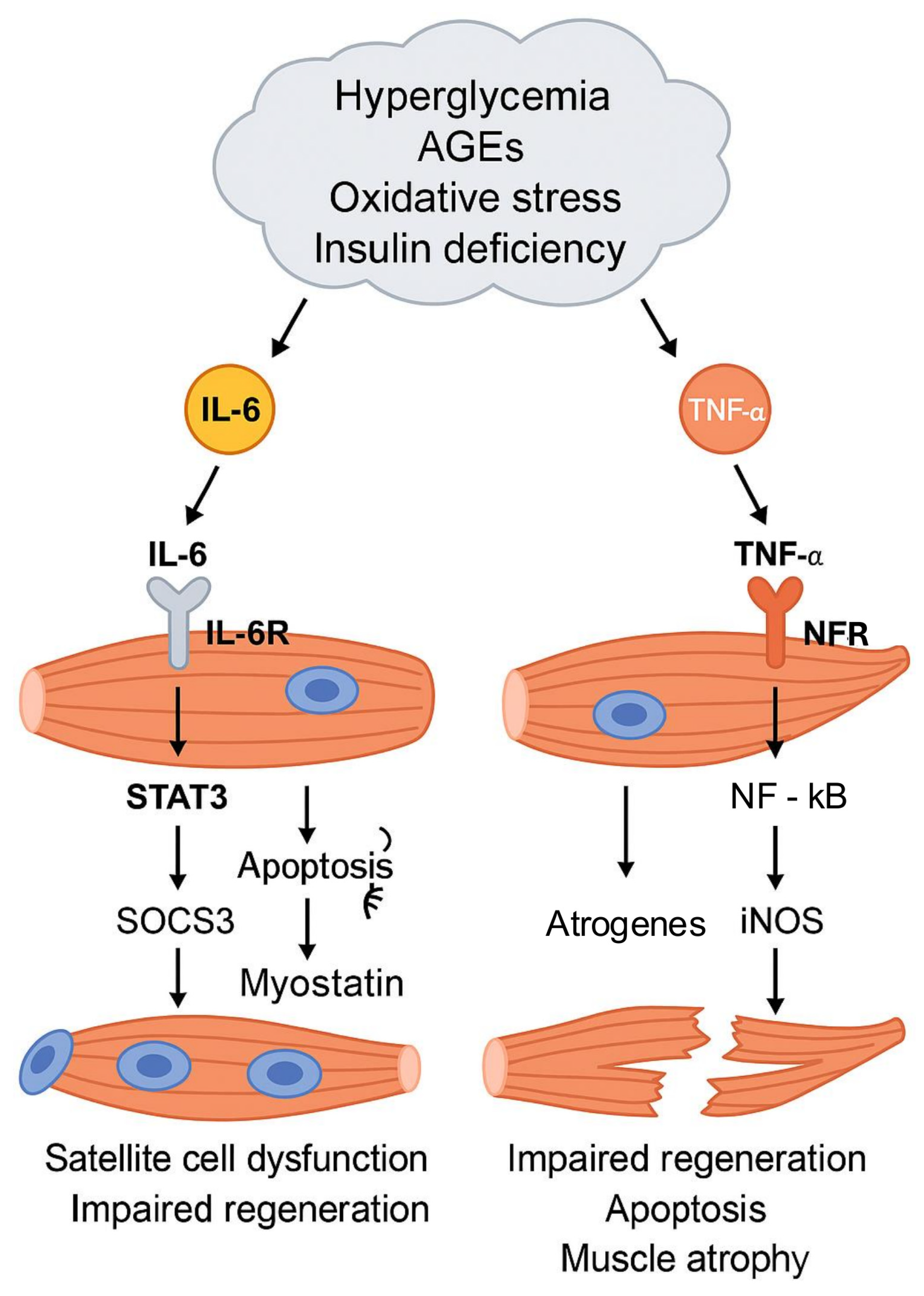 Cells 14 01611 g004 Cells 14 01611 g004