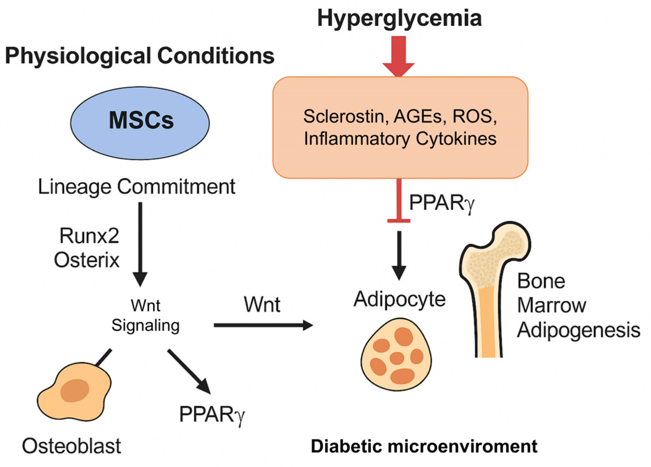 Cells 14 01611 g005 Cells 14 01611 g005